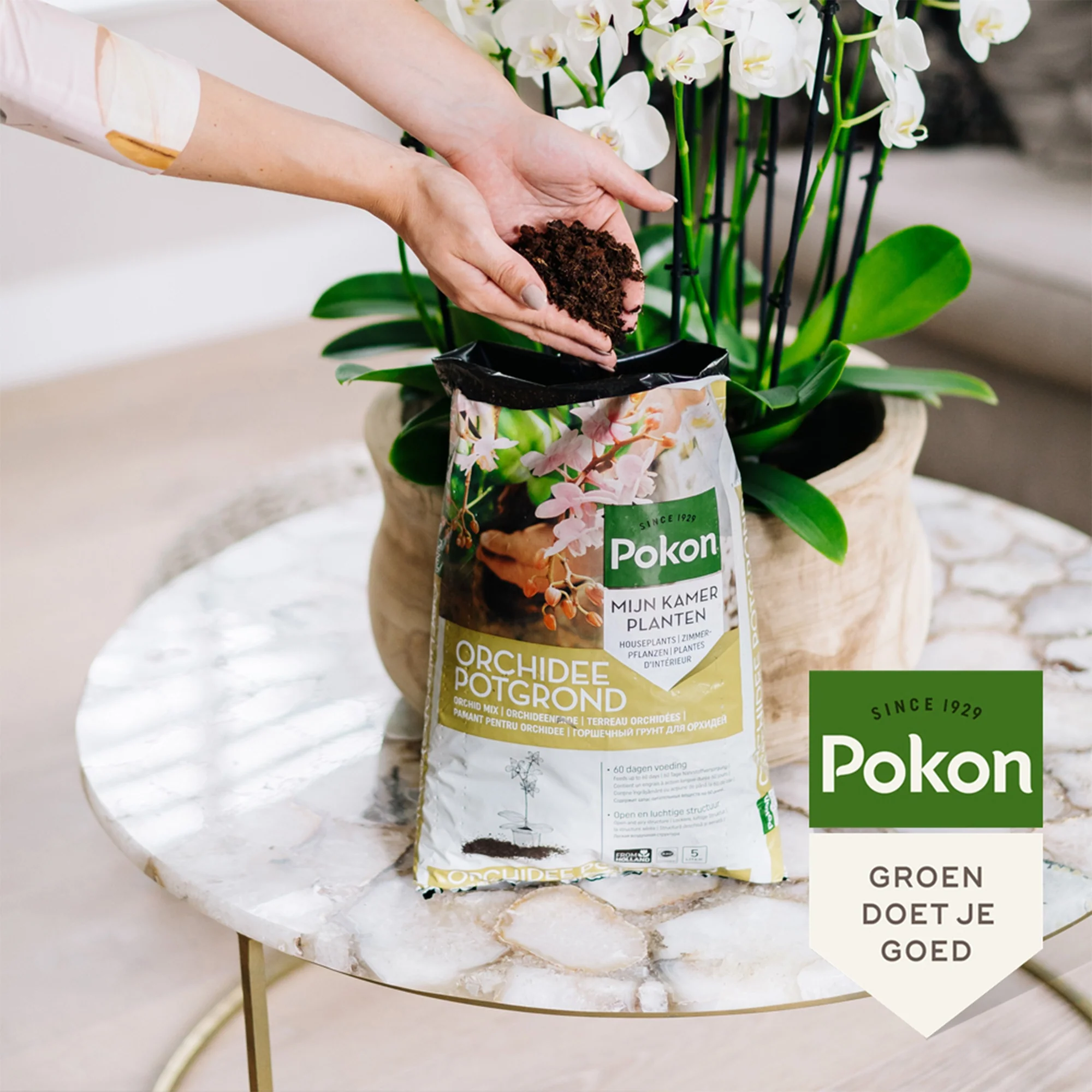 Pokon orchidee potgrond