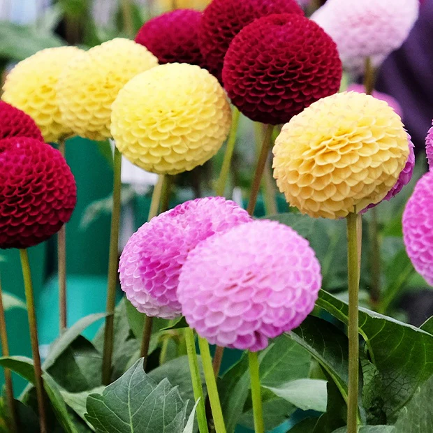 Pompondahlia (x5) - Image 3