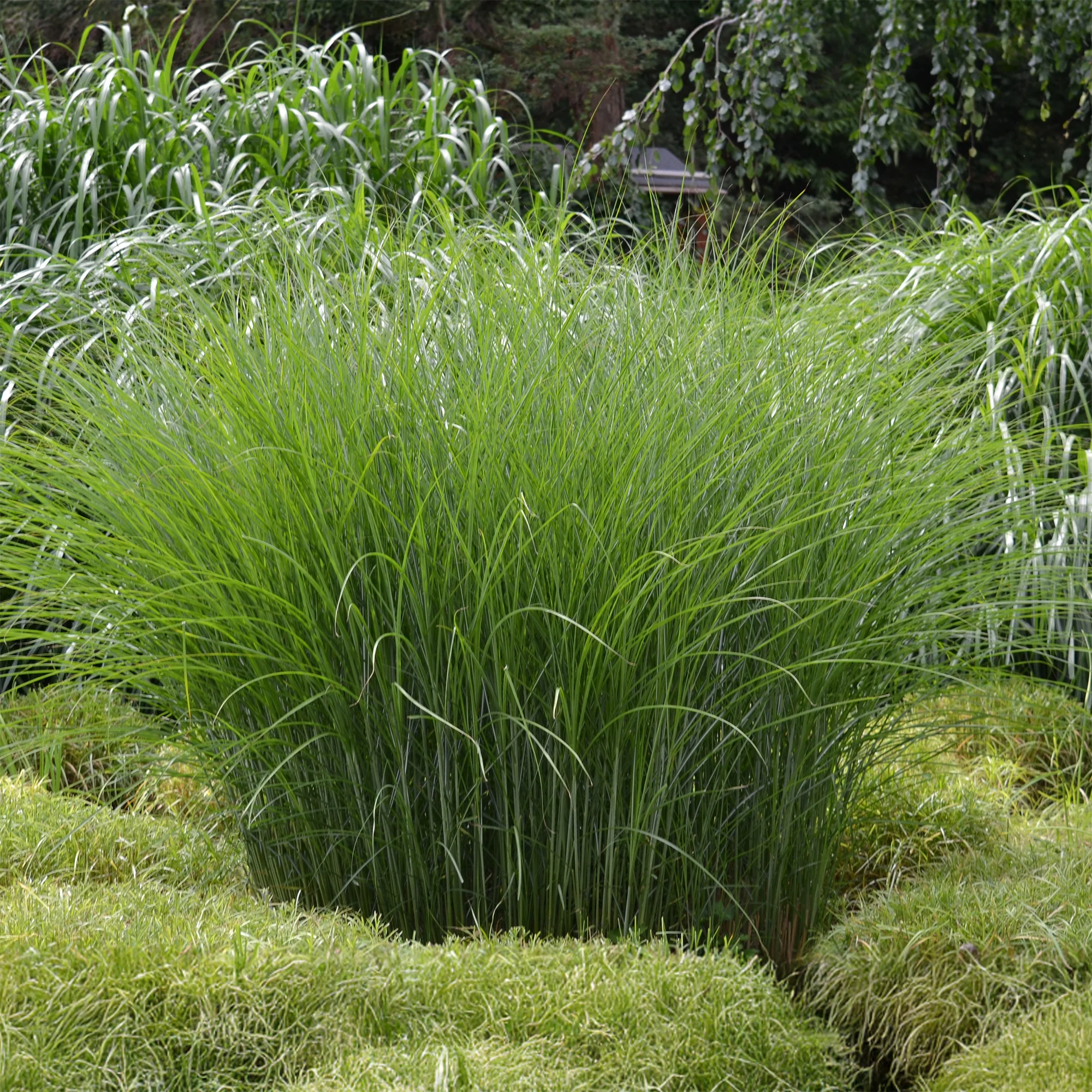 Prachtriet 'Gracillimus'