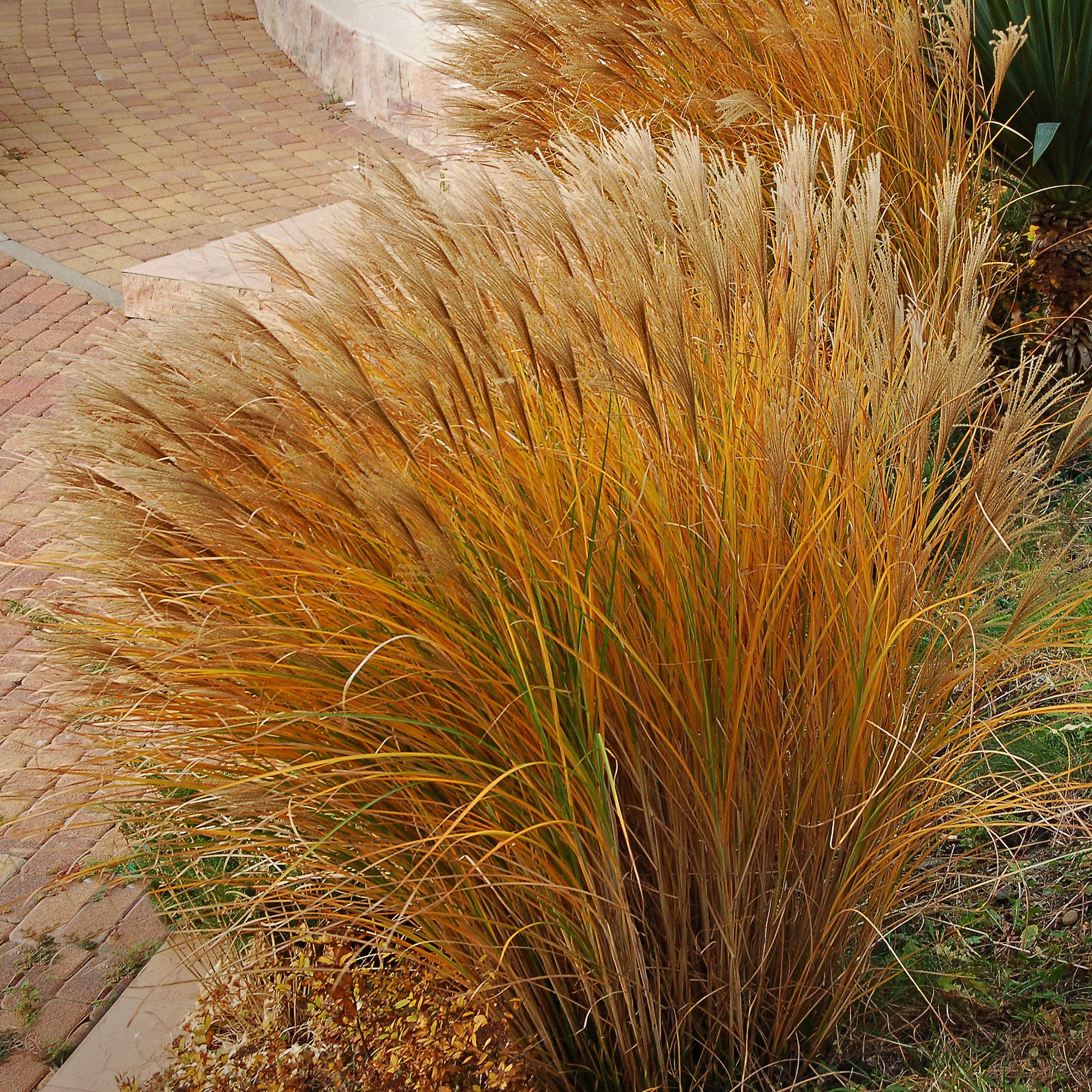 Prachtriet 'Gracillimus' - Image 2