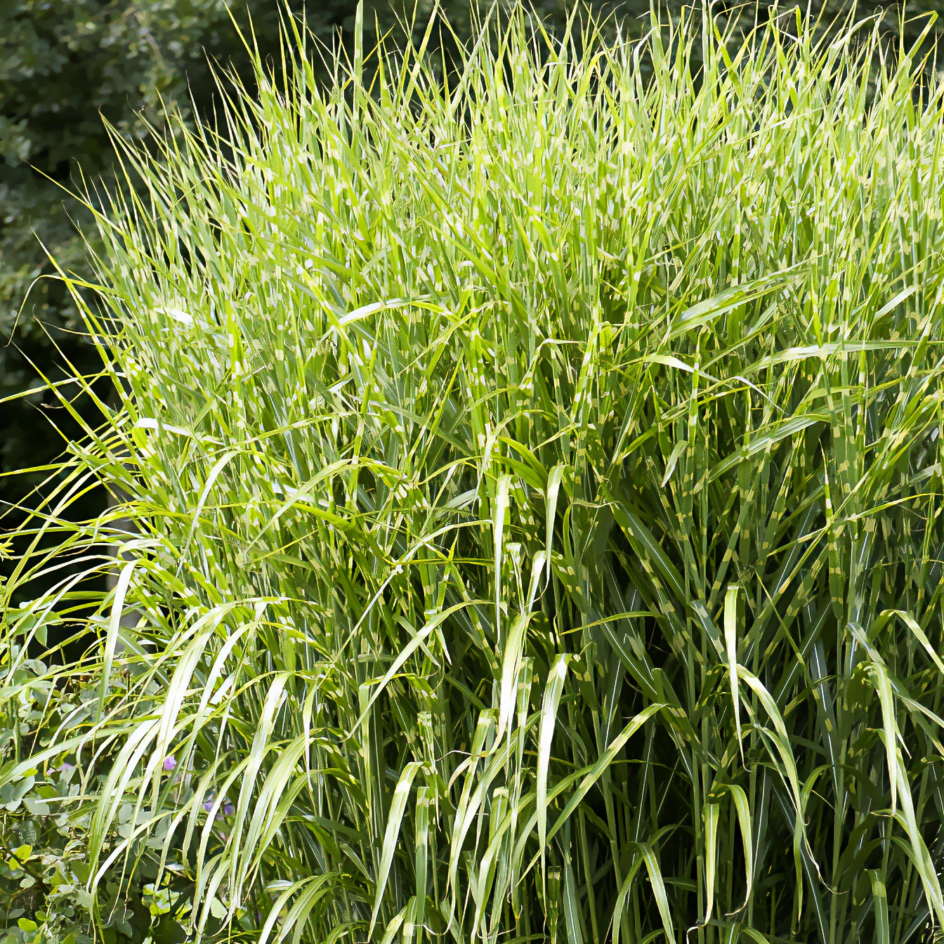 Prachtriet Zebrinus Prachtriet