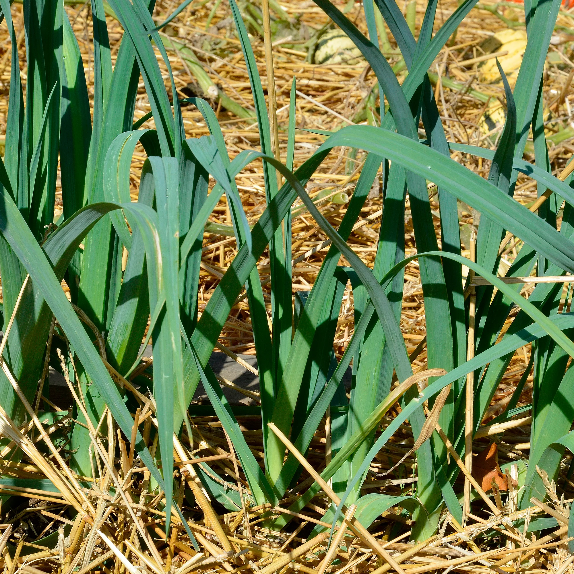 Prei Bleu de Solaise