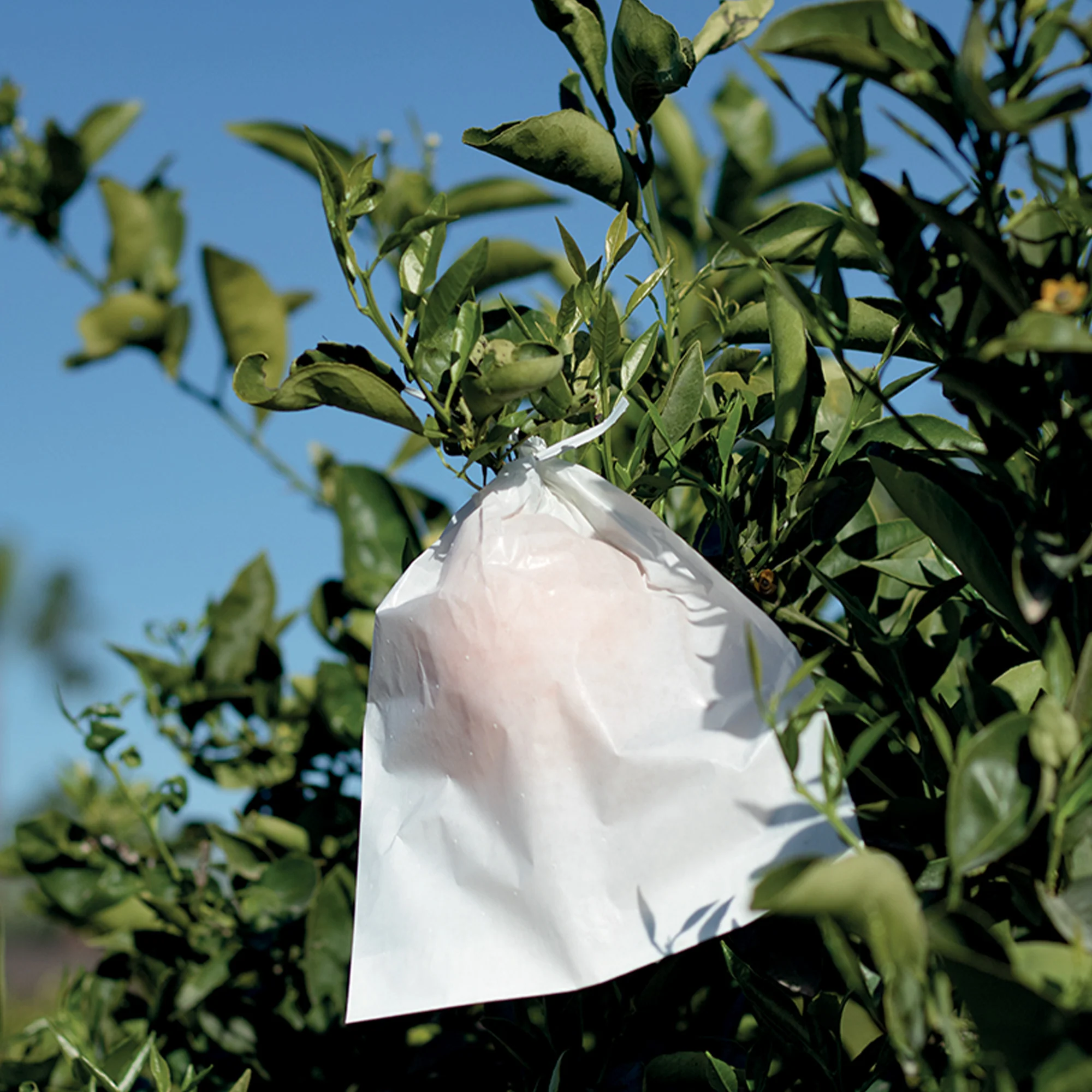 Fruitzak - Image 3