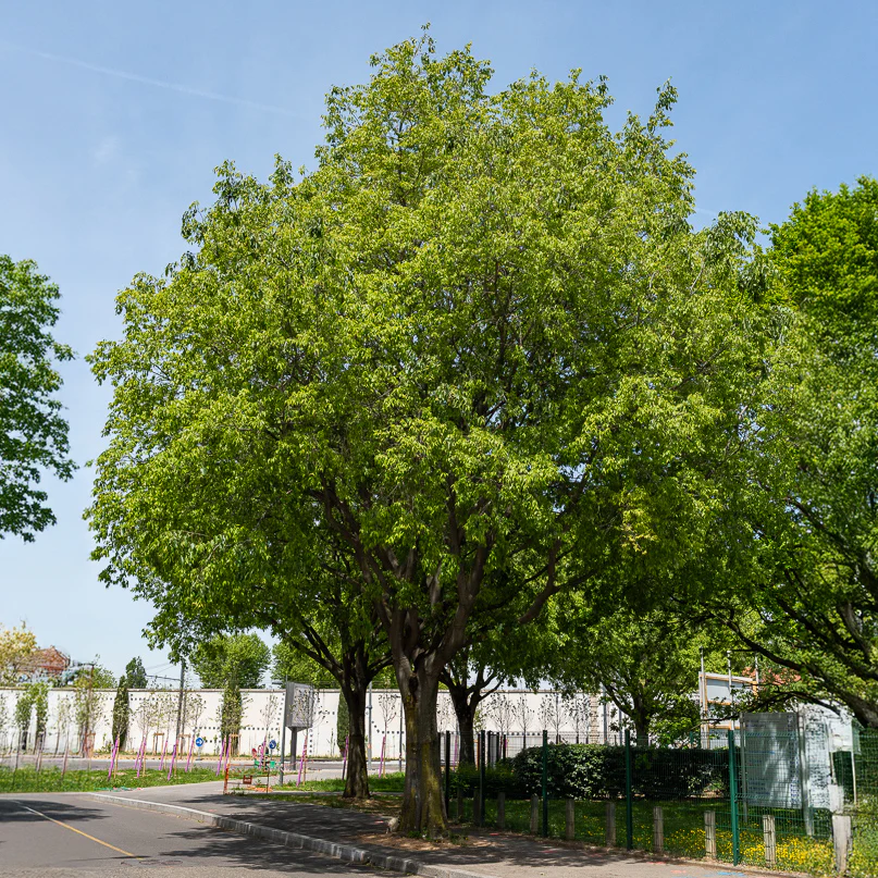Provence netelboom