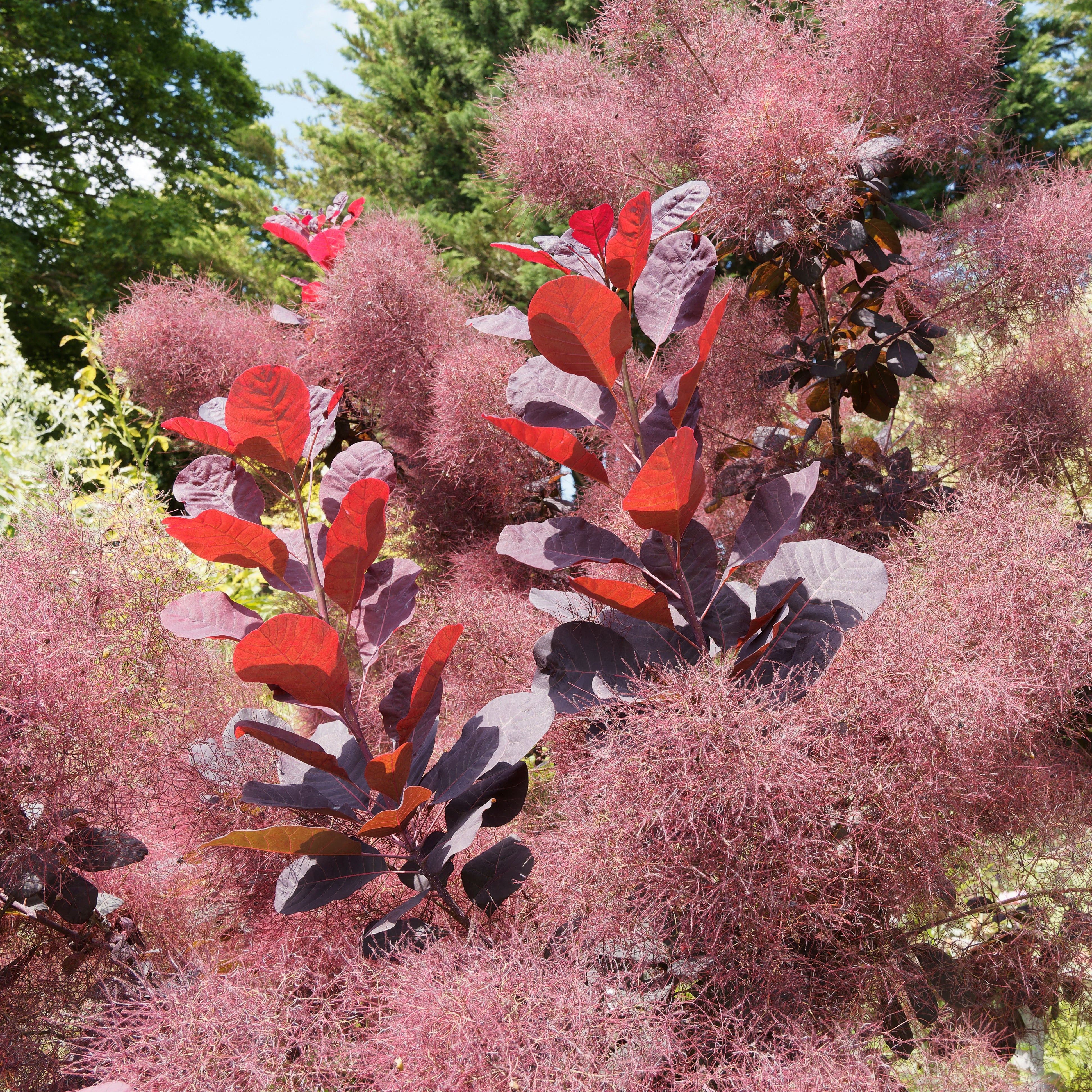 Pruikenboom 'Royal Purple' 2L pot