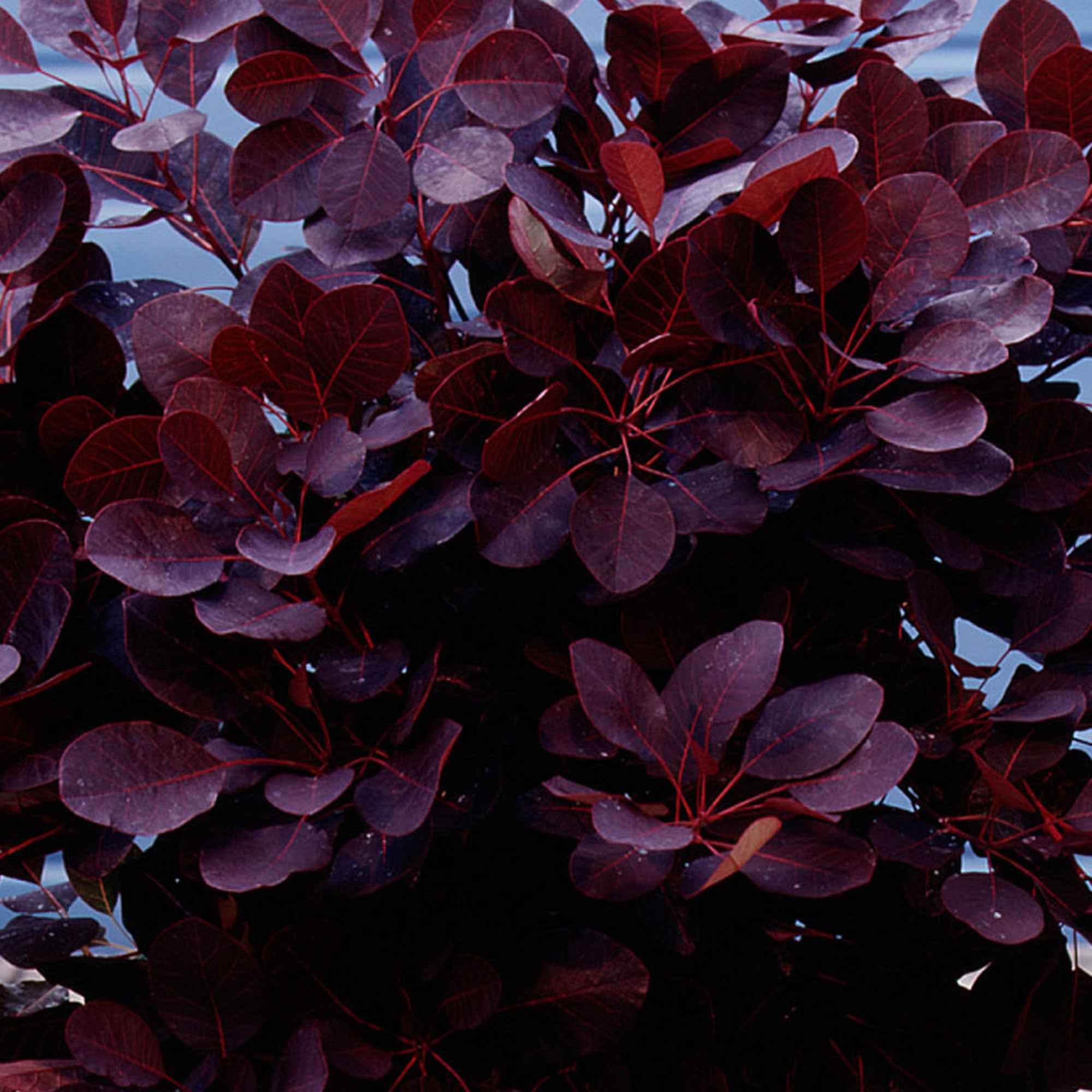Pruikenboom 'Royal Purple' 3L pot 60 cm hoog - Image 2