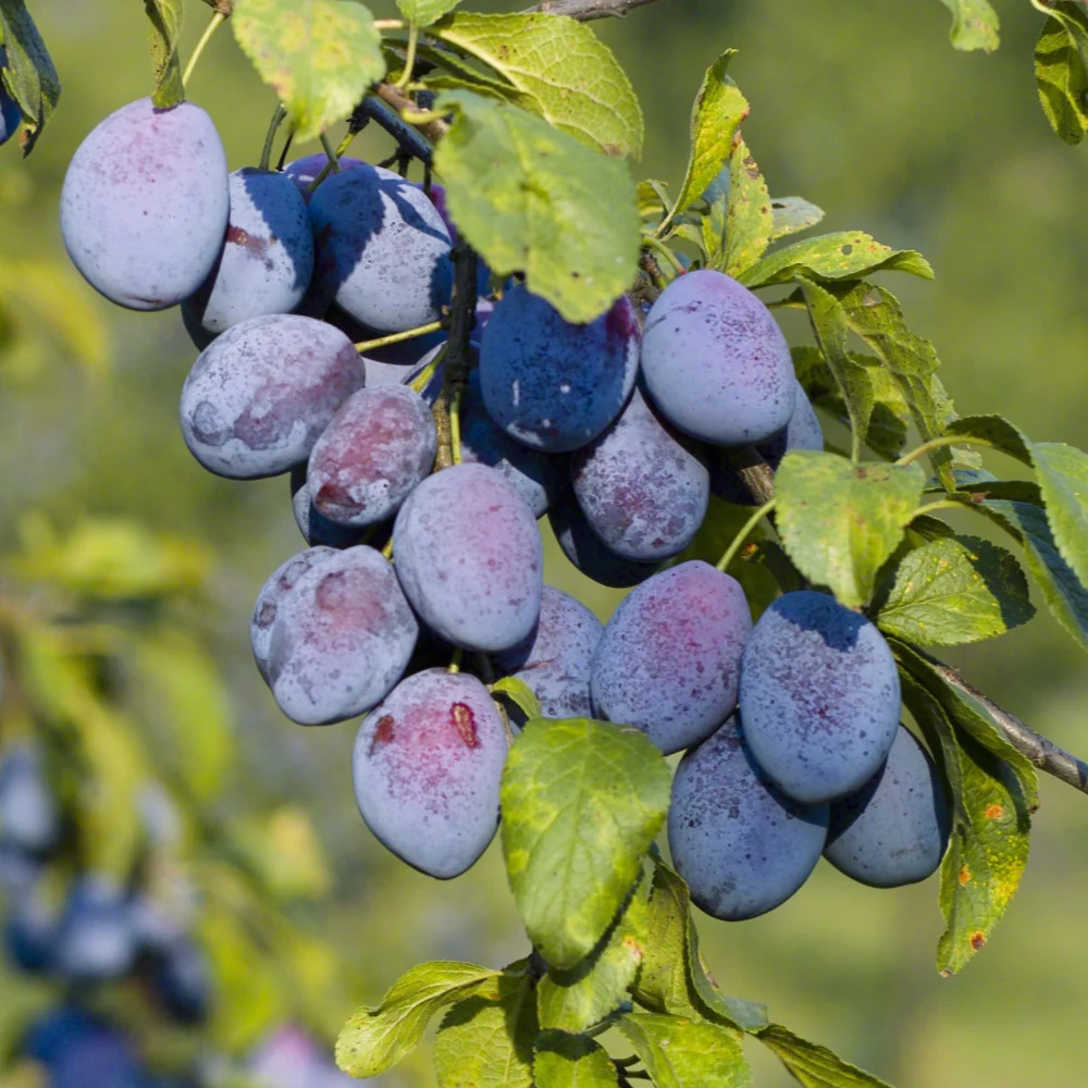 Pruimenboom 'Agen'