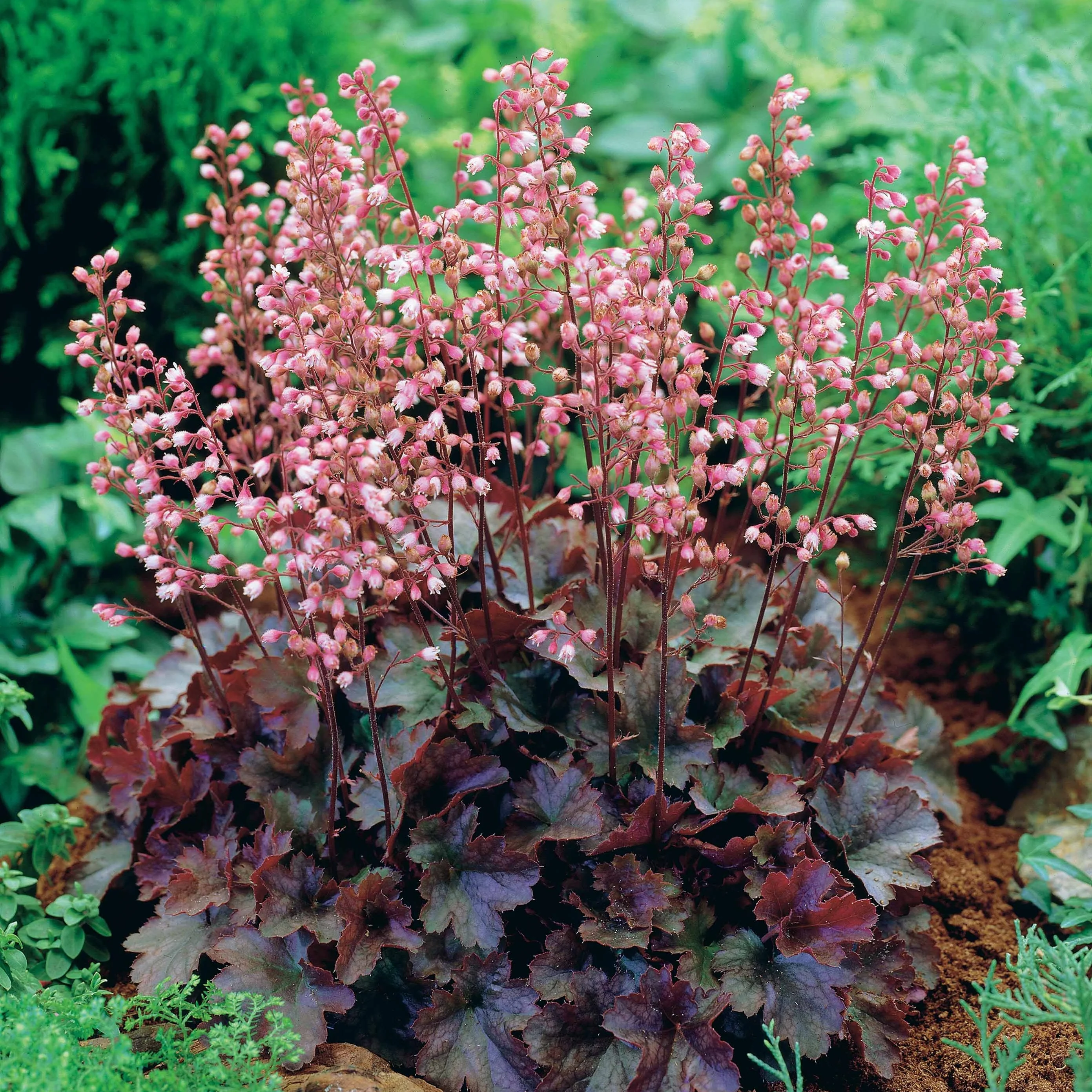 Purperklokje 'Cassis'