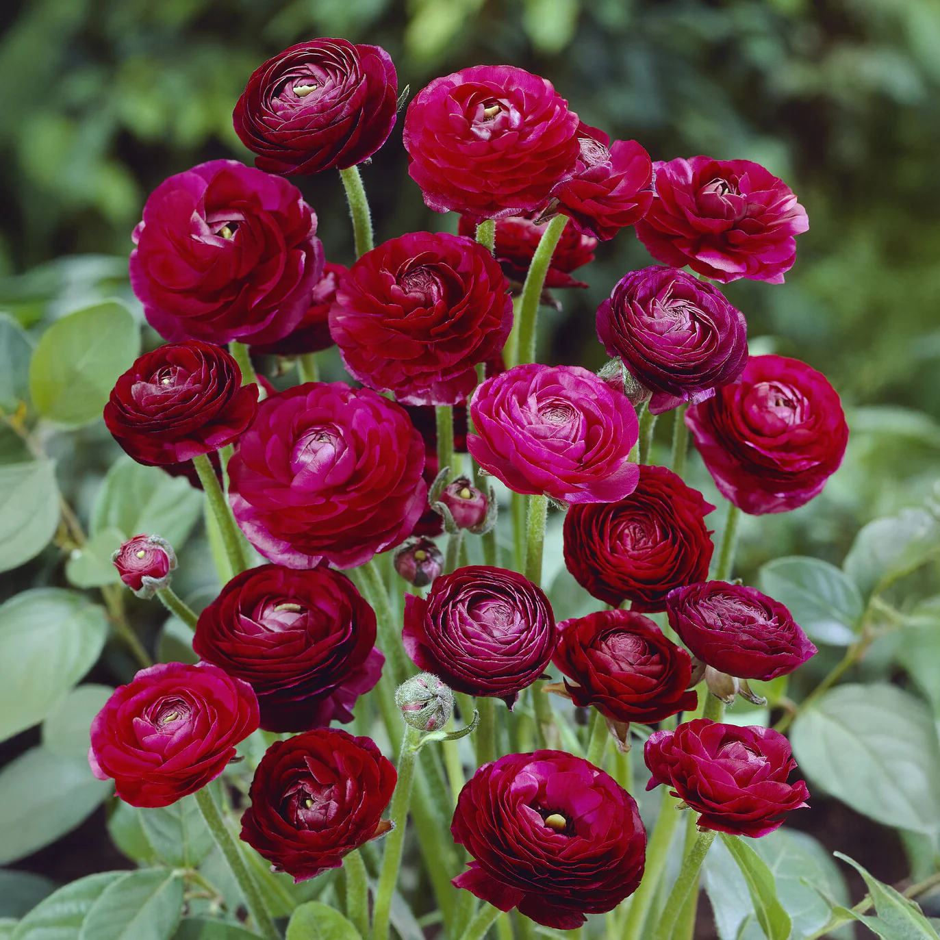 Ranonkel Pauline(10x)