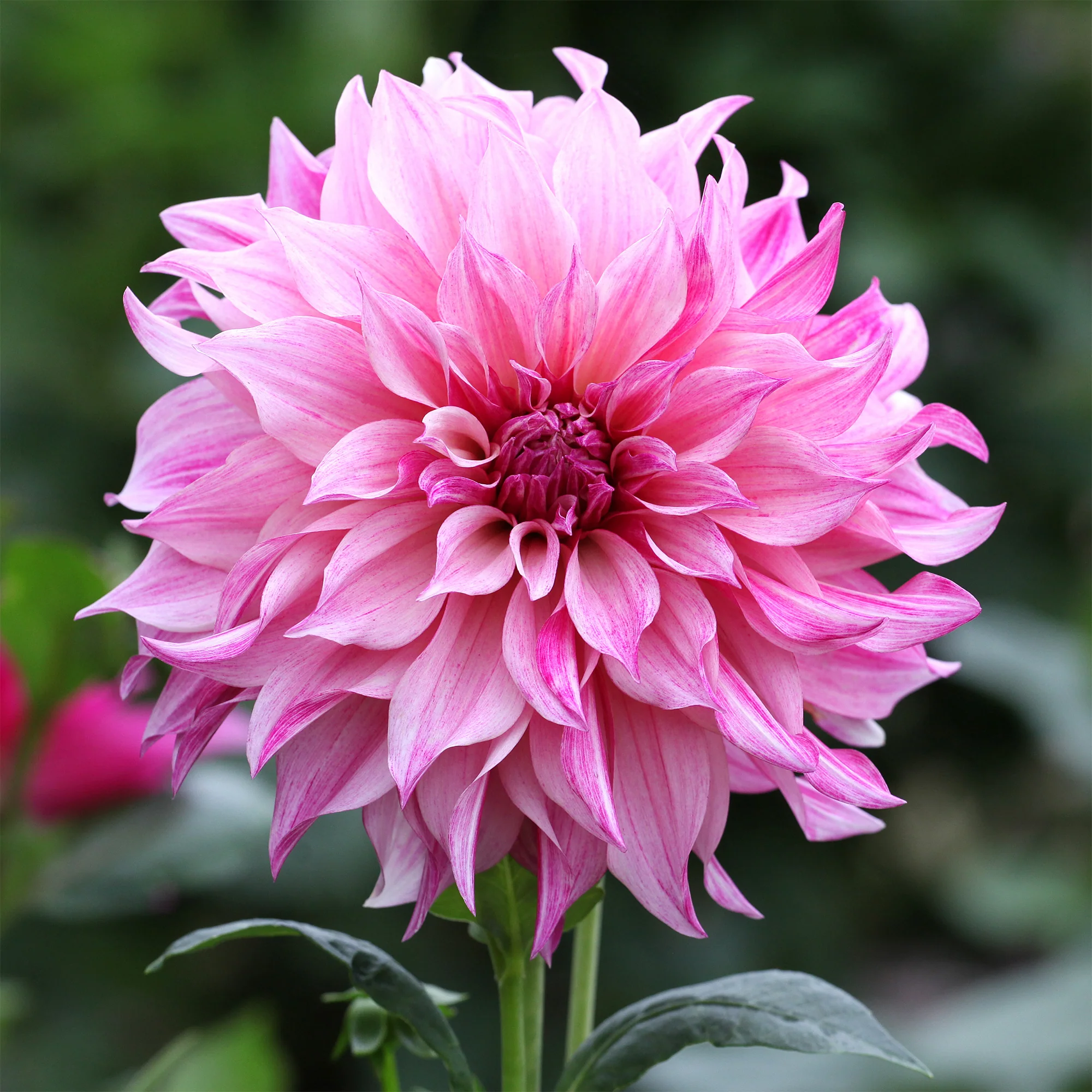 Reuzendahlia Café au Lait Rose