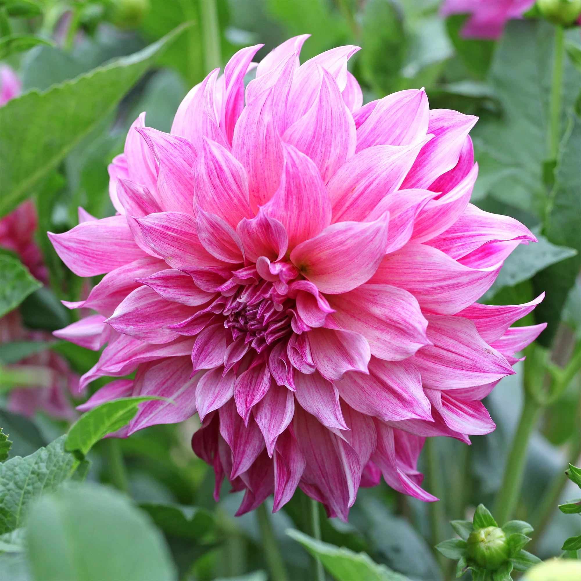 Reuzendahlia Café au Lait Rose - Image 2