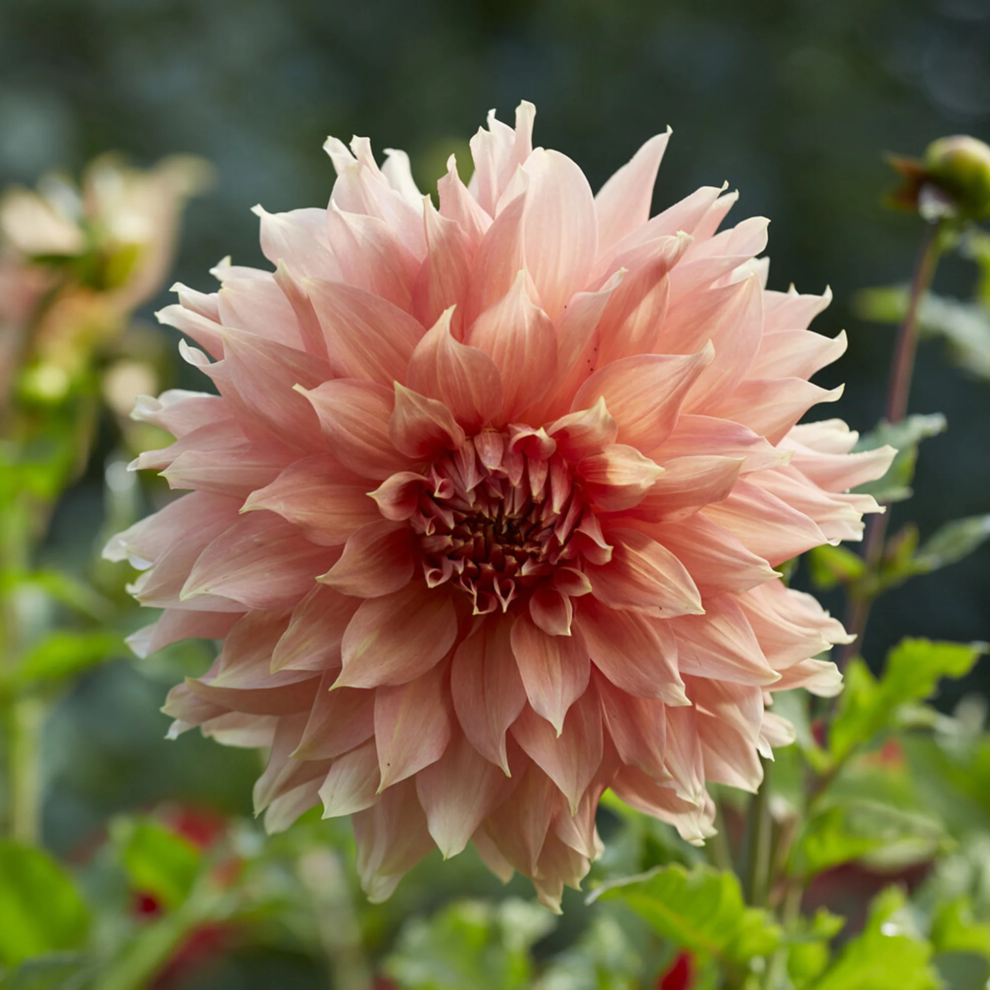 Reuzendahlia Fairway Spur