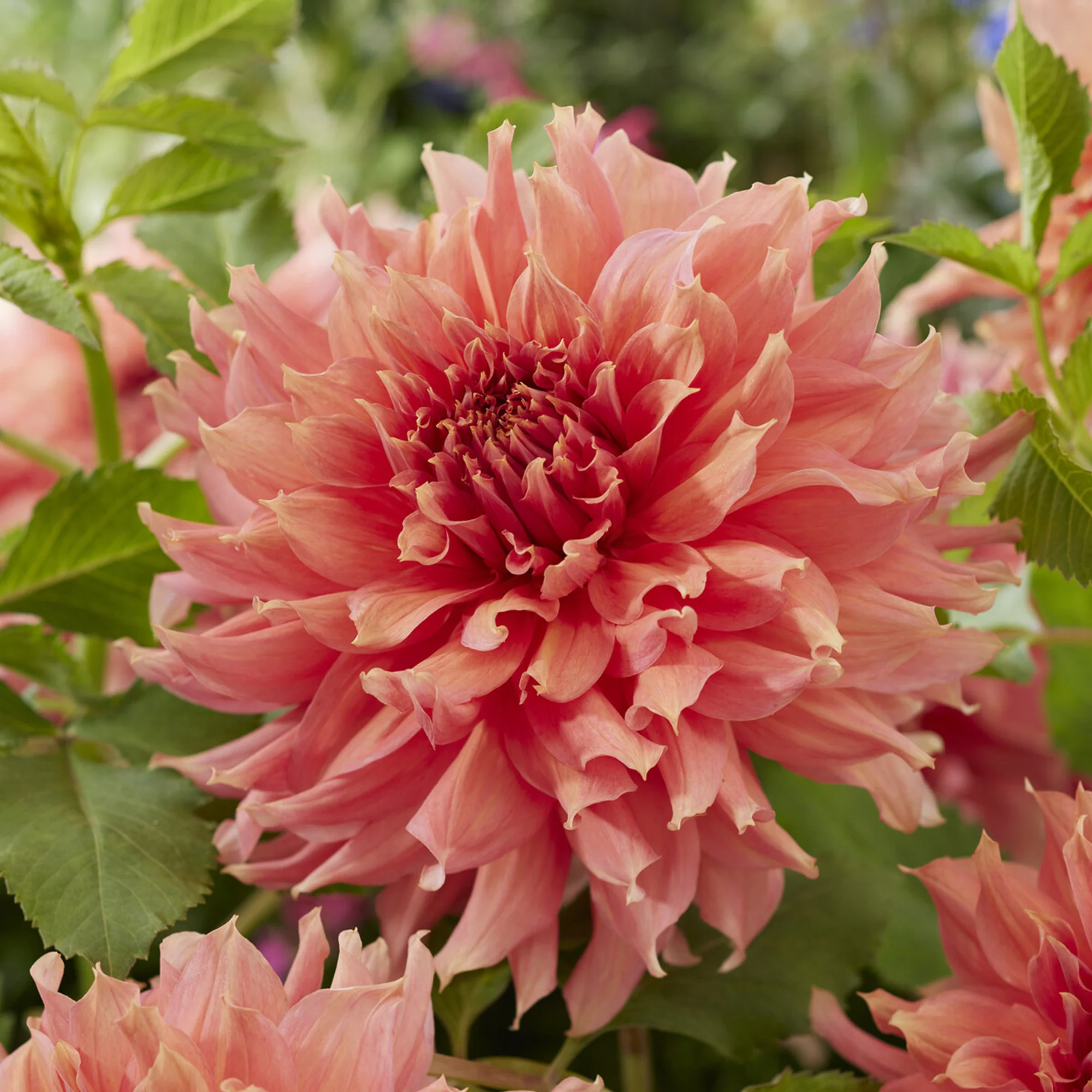 Reuzendahlia Fairway Spur - Image 2
