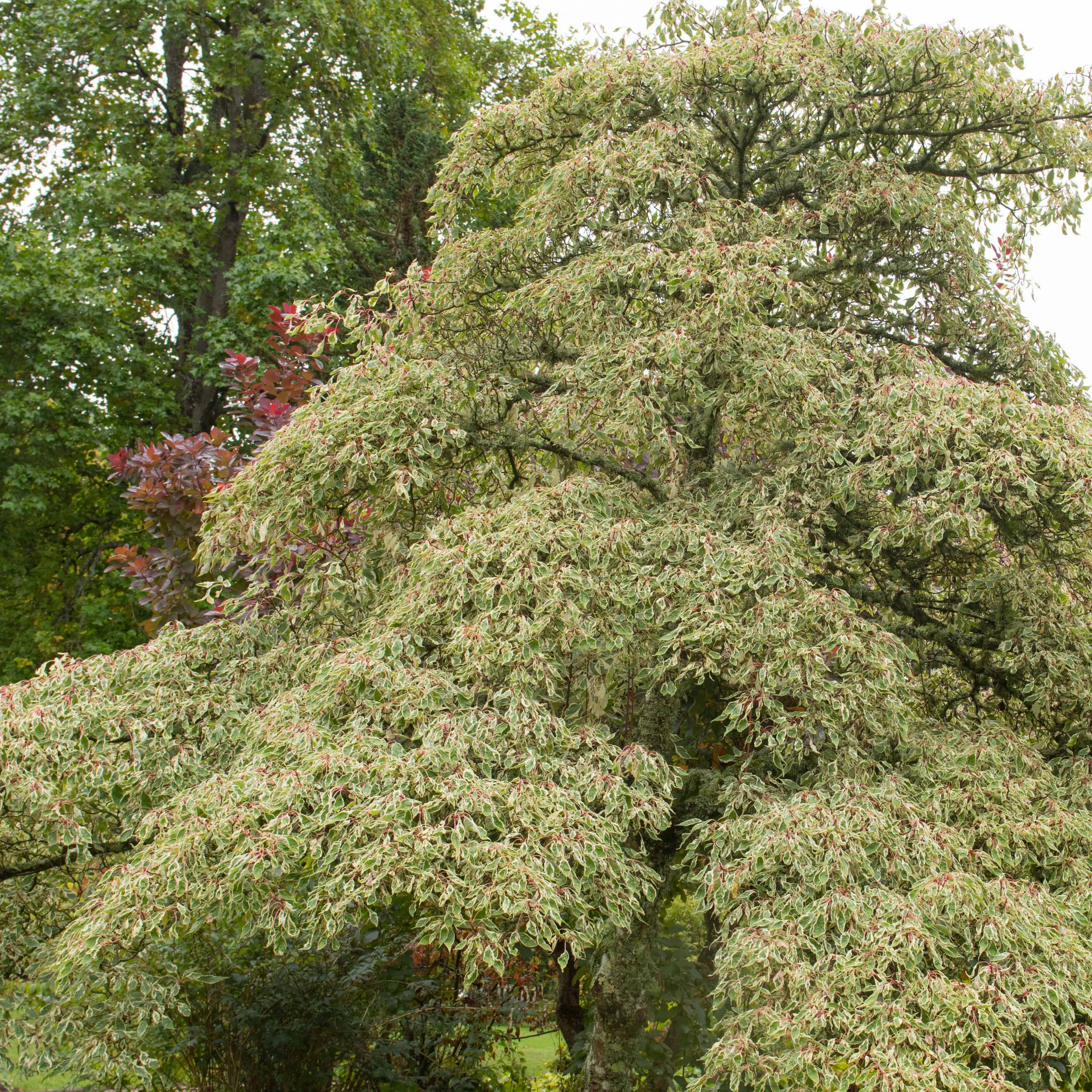 Reuzenkornoelje 'Variegata'