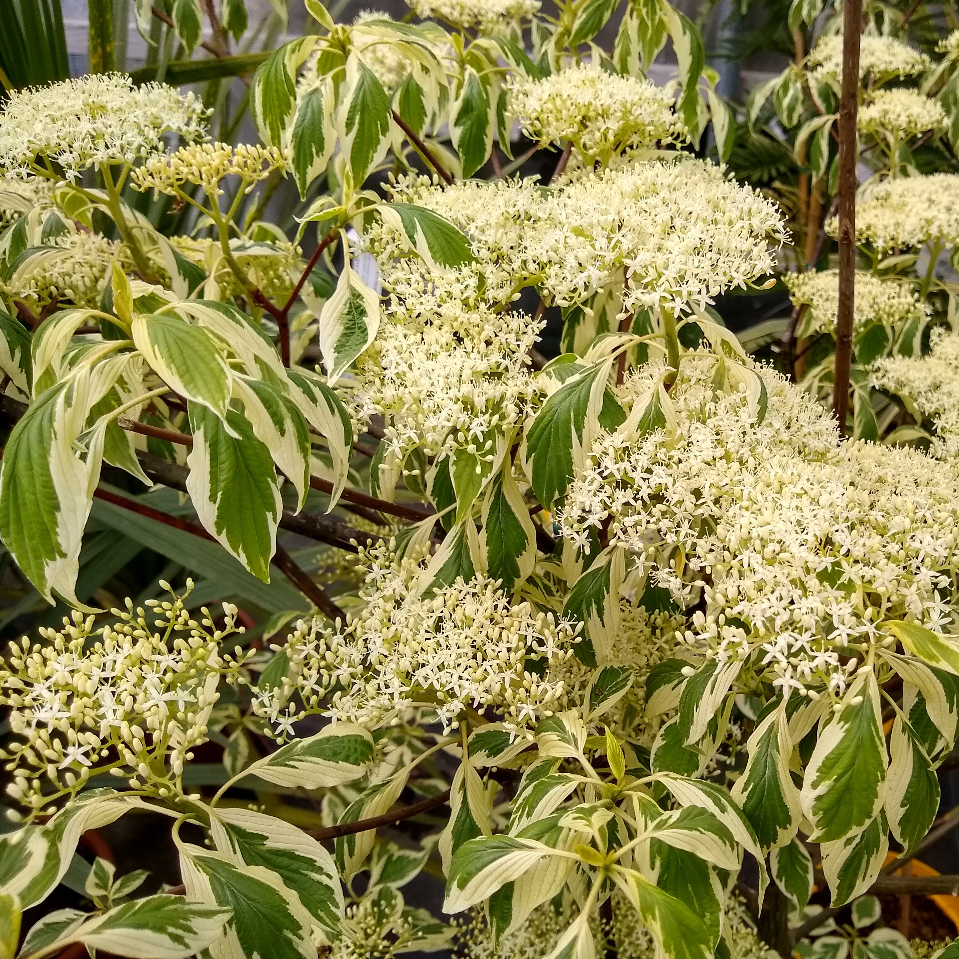 Reuzenkornoelje 'Variegata' - Image 3
