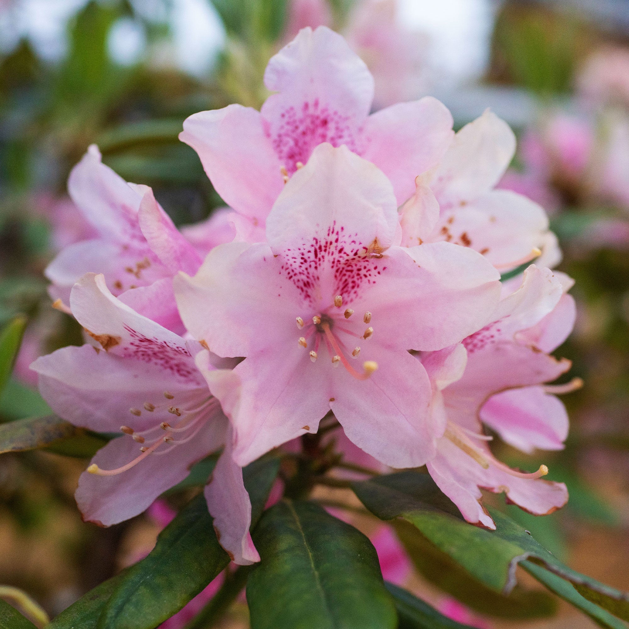 Rhododendron 'Nova Zembla' - Image 3