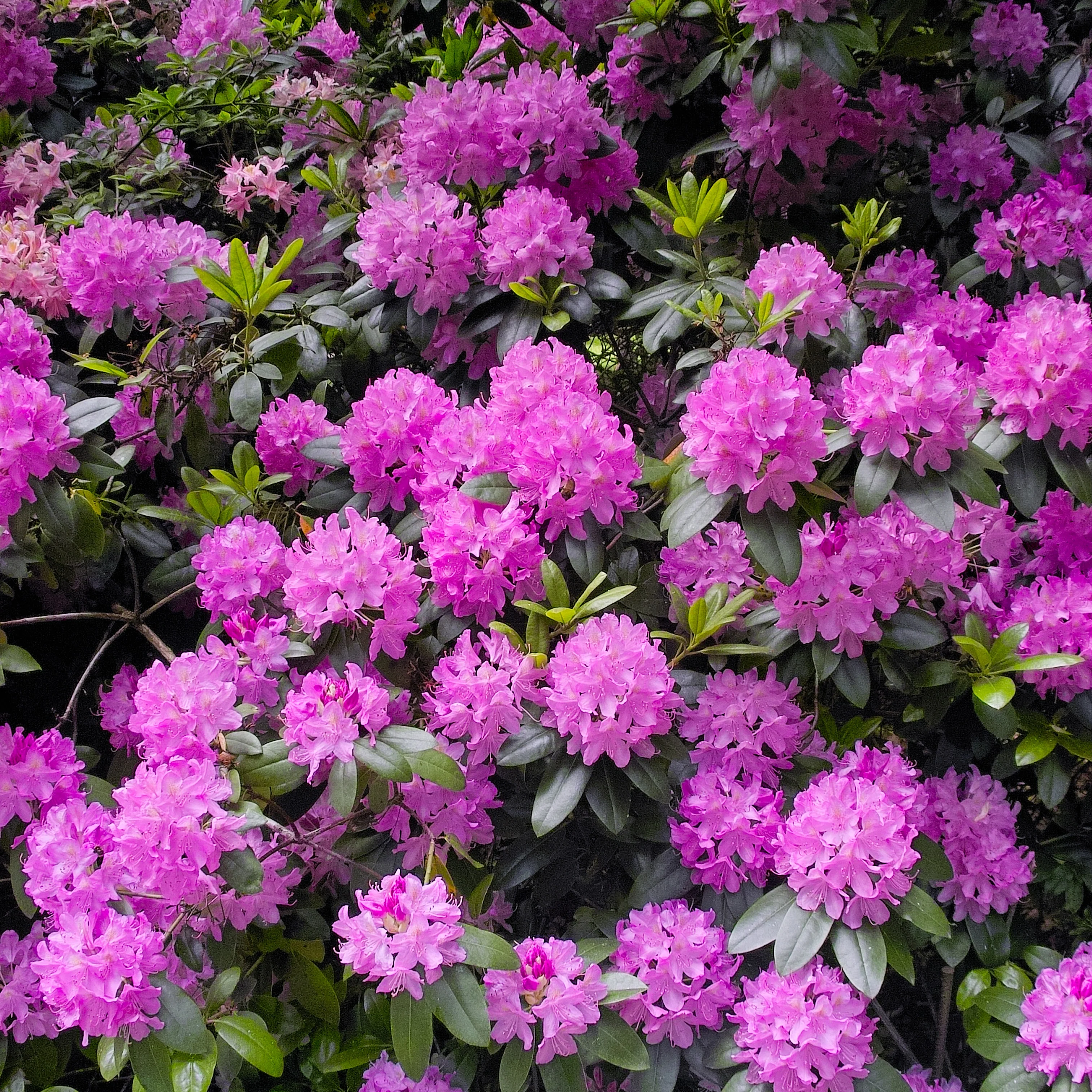 Rhododendron 'Roseum Elegans' - Image 2