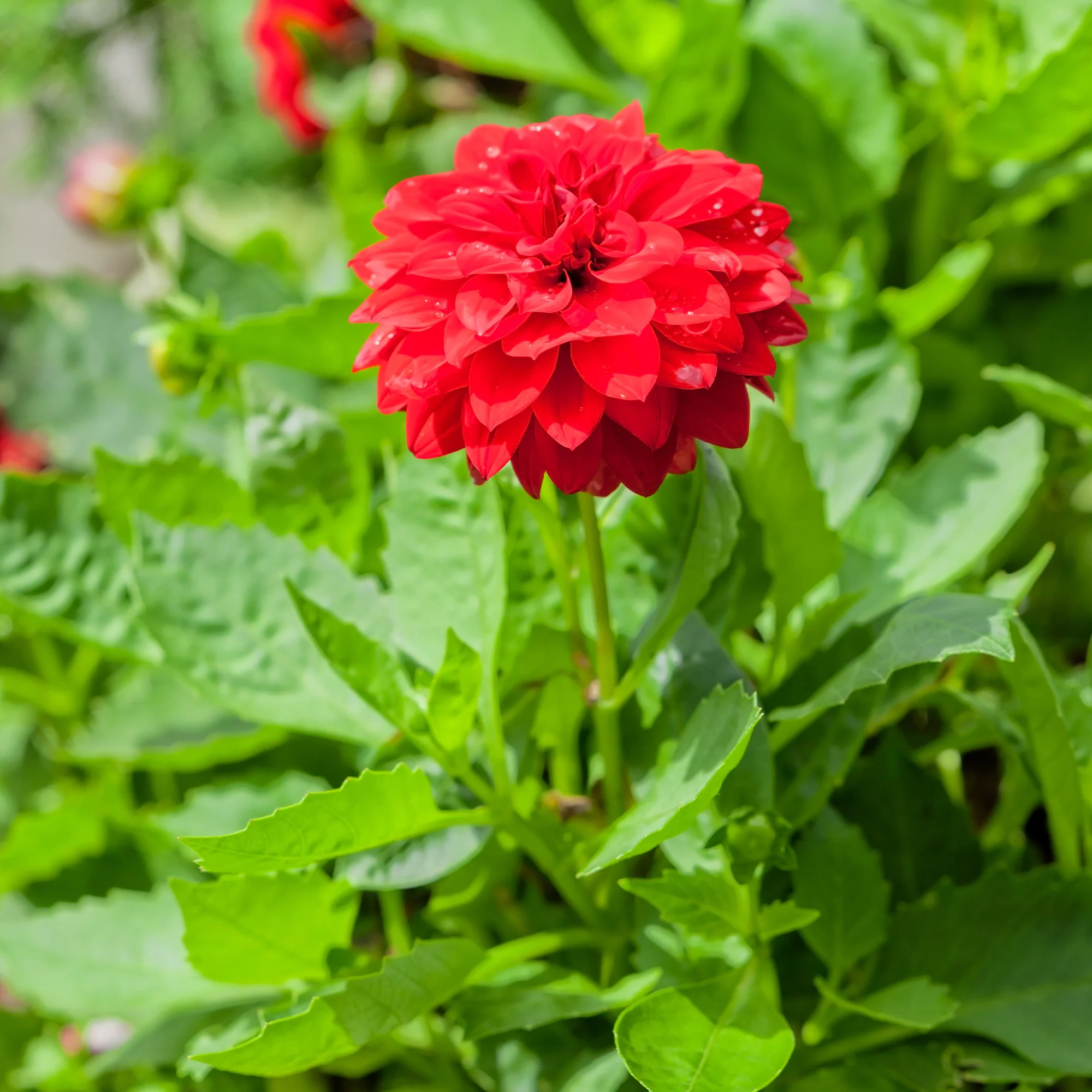Rode Dahlia