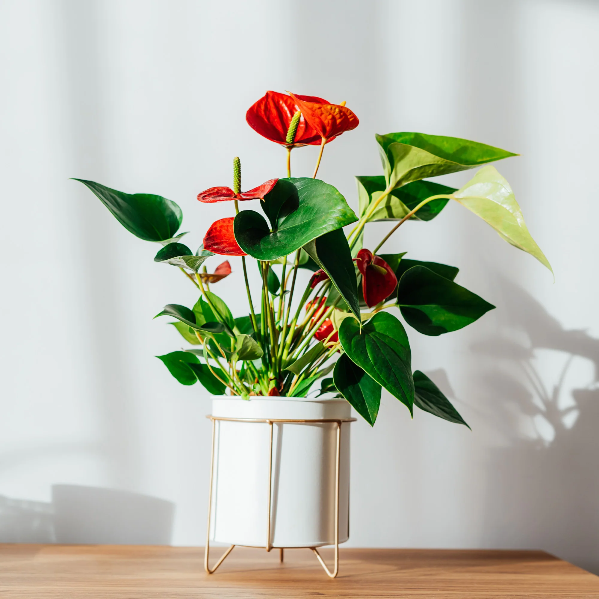 Nieuwe kamerplanten