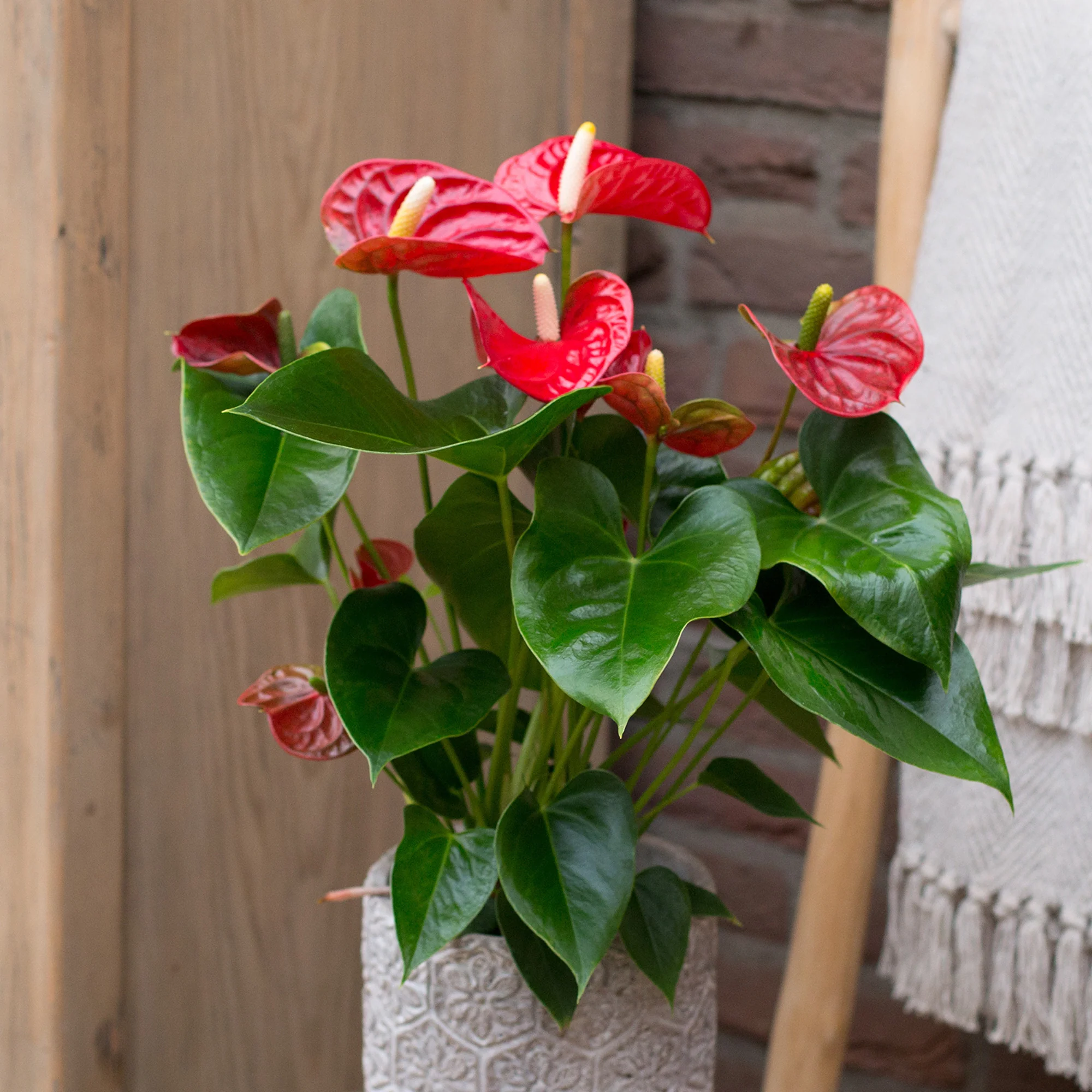 Rode flamingoplant - Image 3