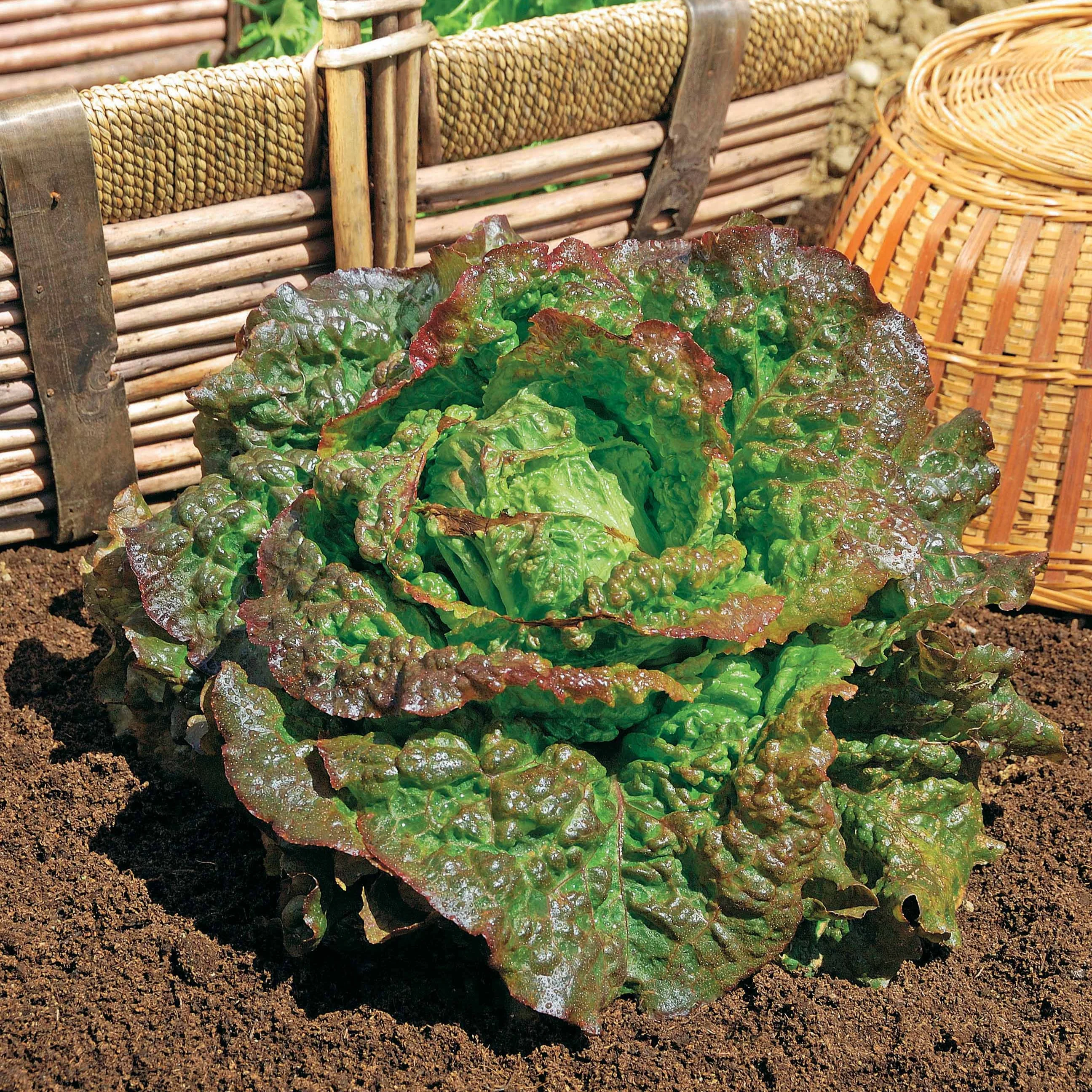 Rode ijsbergsla 'Rouge Grenobloise'