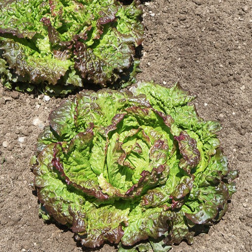 Rode ijsbergsla 'Rouge Grenobloise' - Image 2