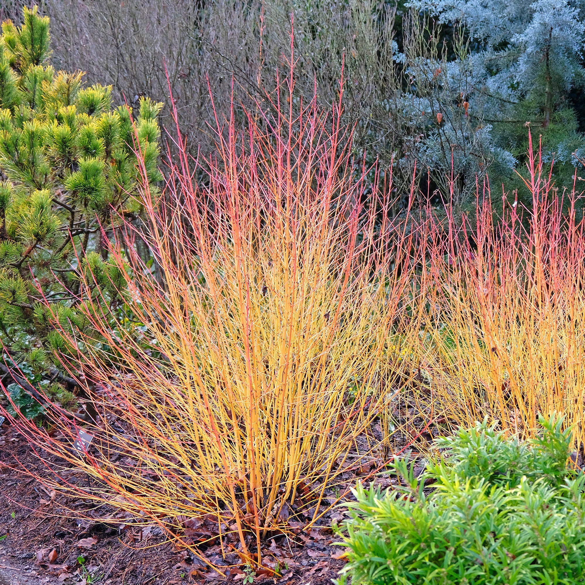 Rode kornoelje 'Winter Flame'