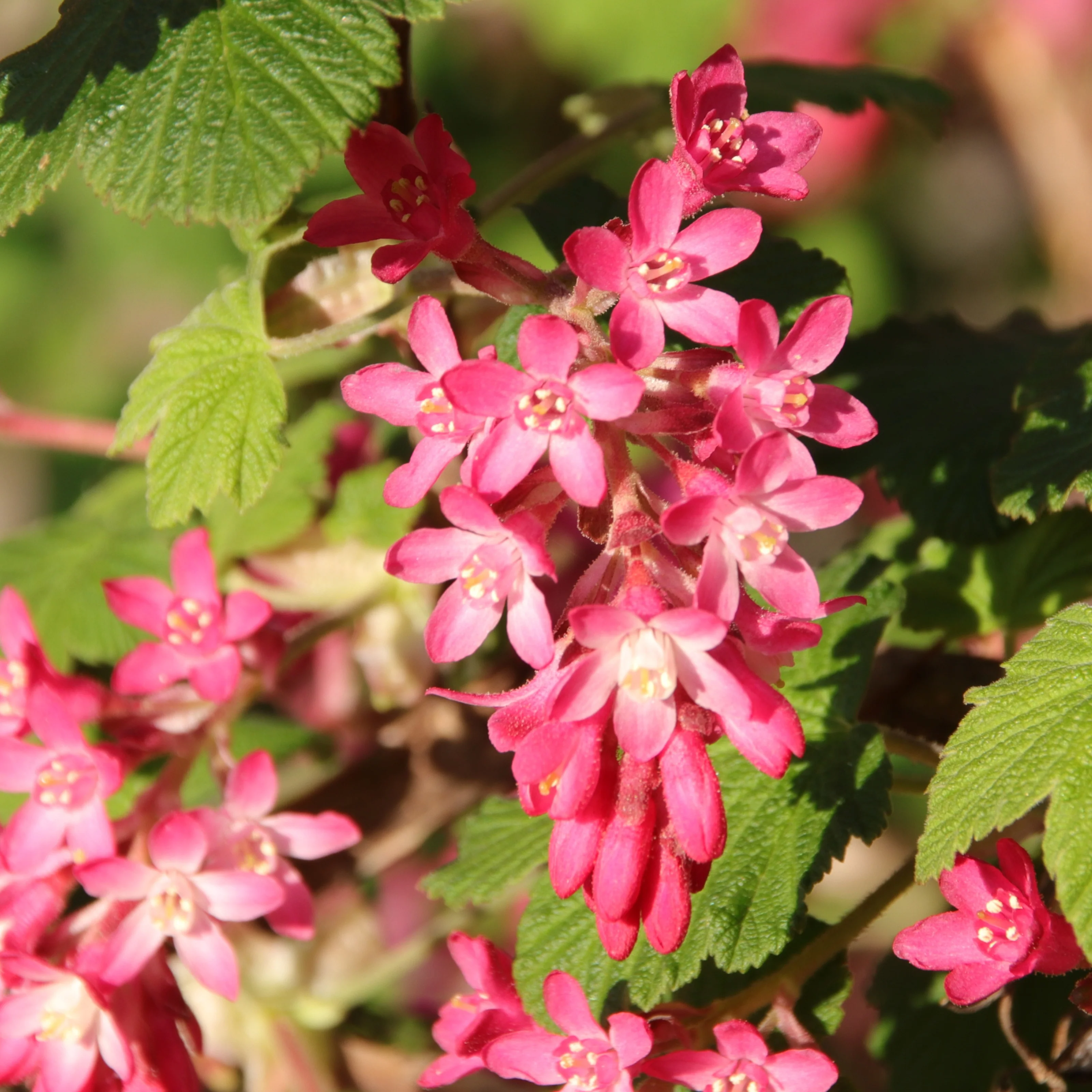 Rode ribes 'King Edward'