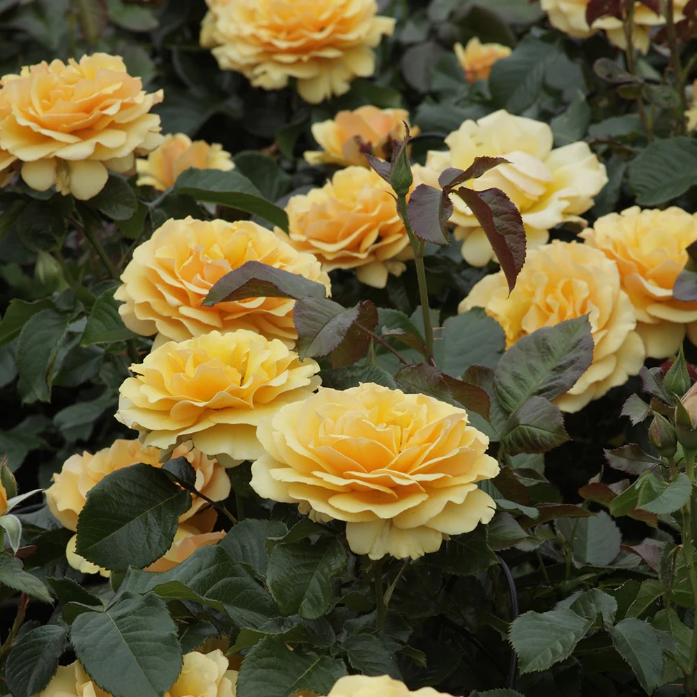 Roos 'Amber Queen'®