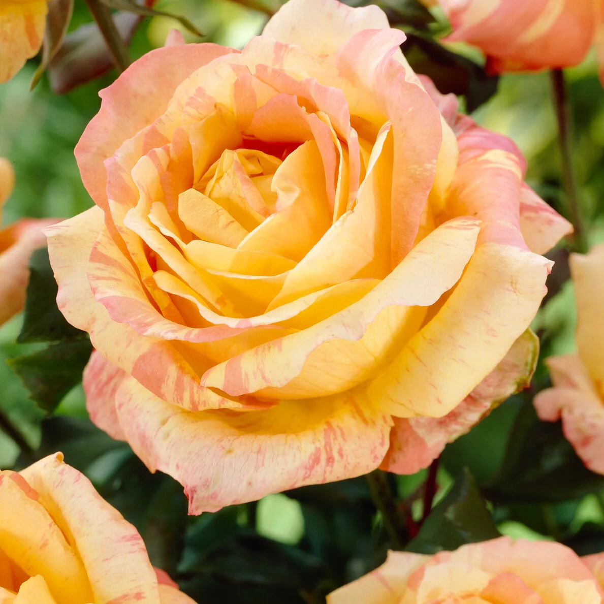 Roos 'André Willemse'