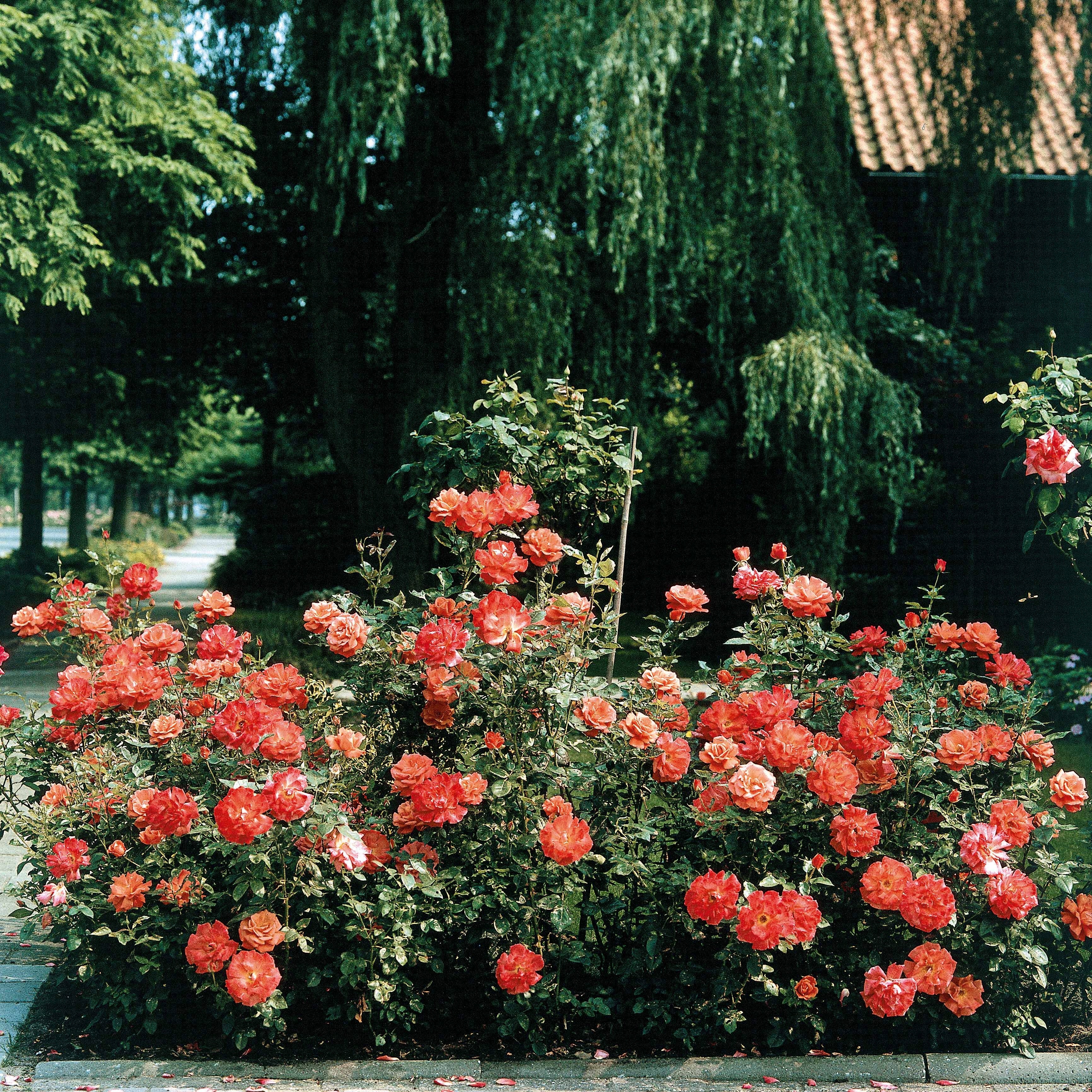 Miniatuur 1