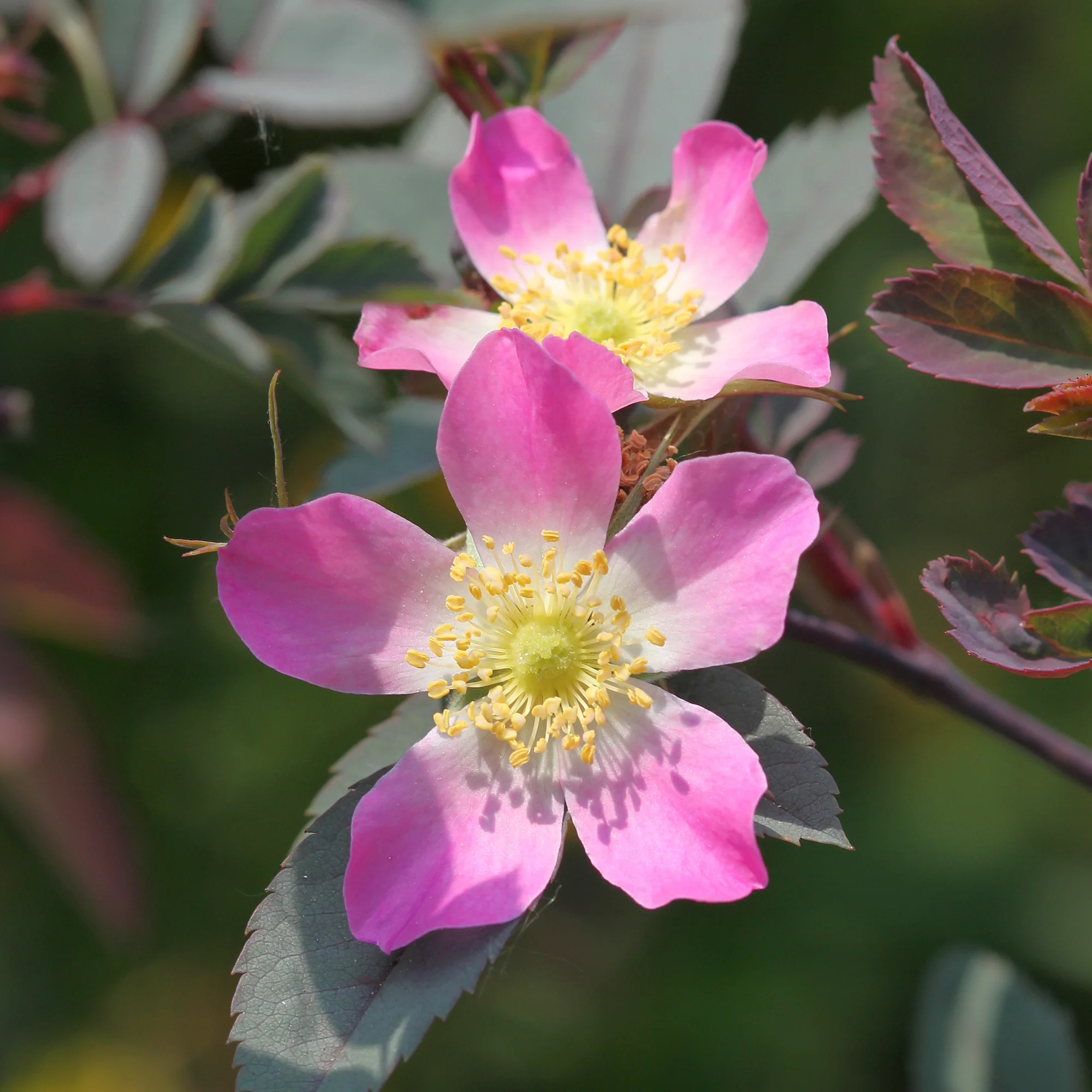 Roos 'Glauca' - Image 4