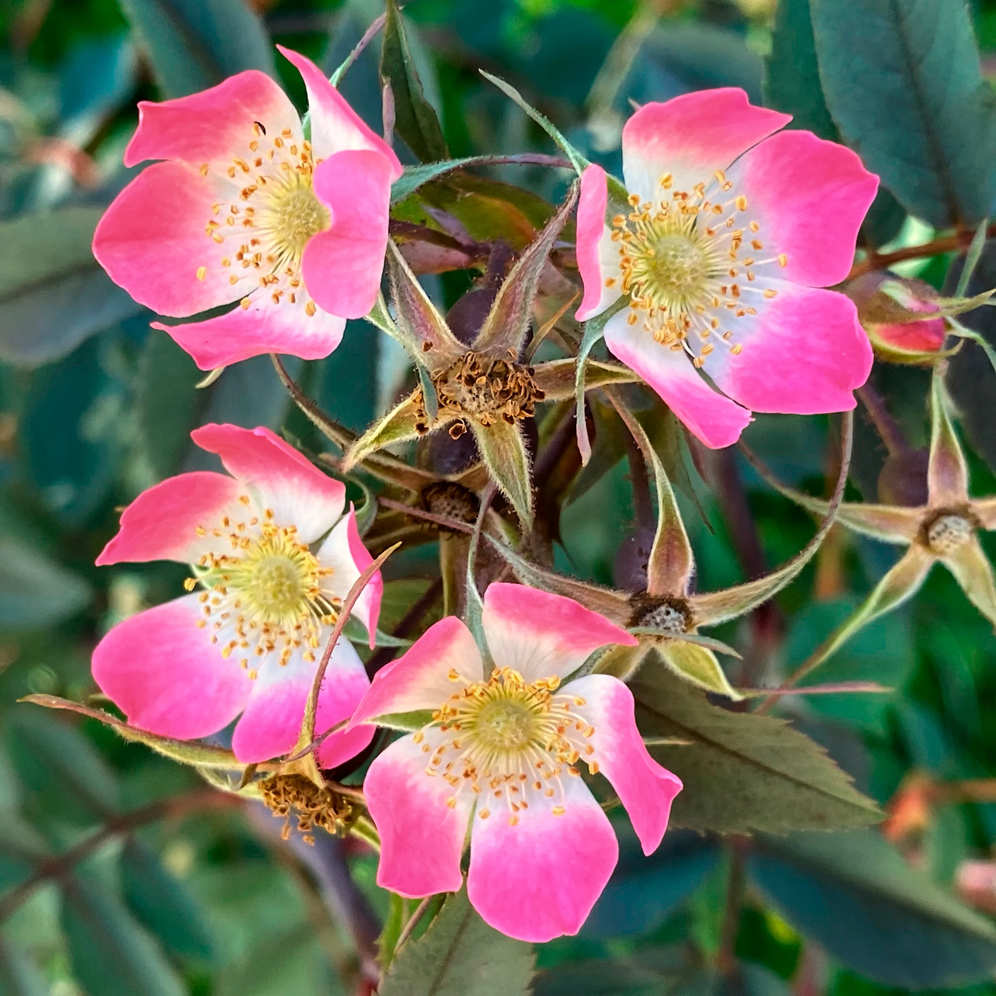 Roos 'Glauca' - Image 5