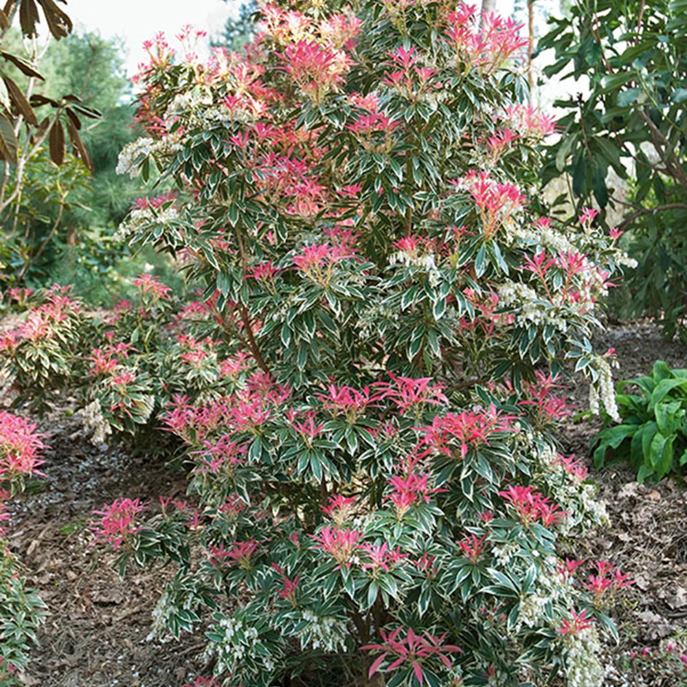 Rotsheide Flaming Silver - Image 5