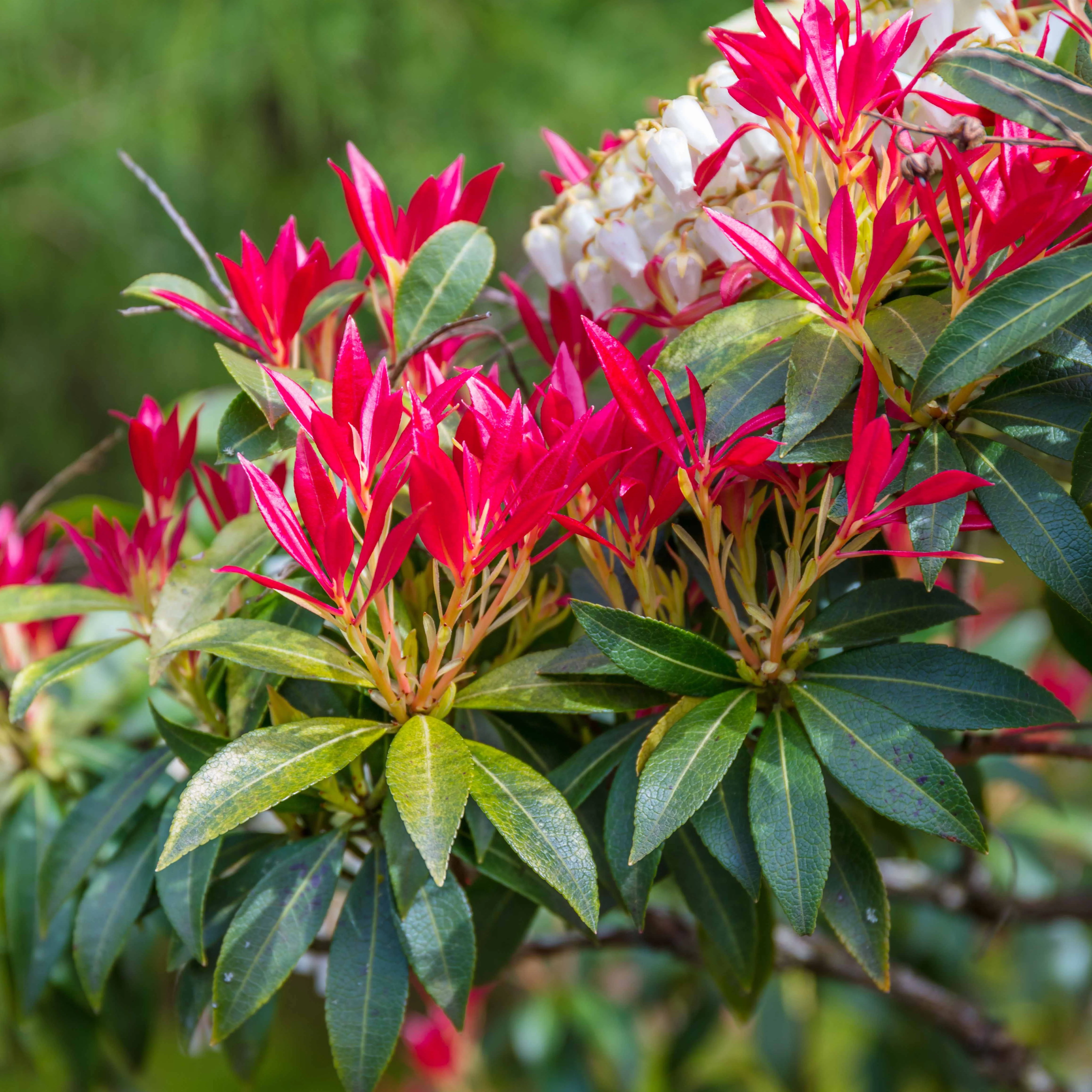 Rotsheide 'Forest Flame'