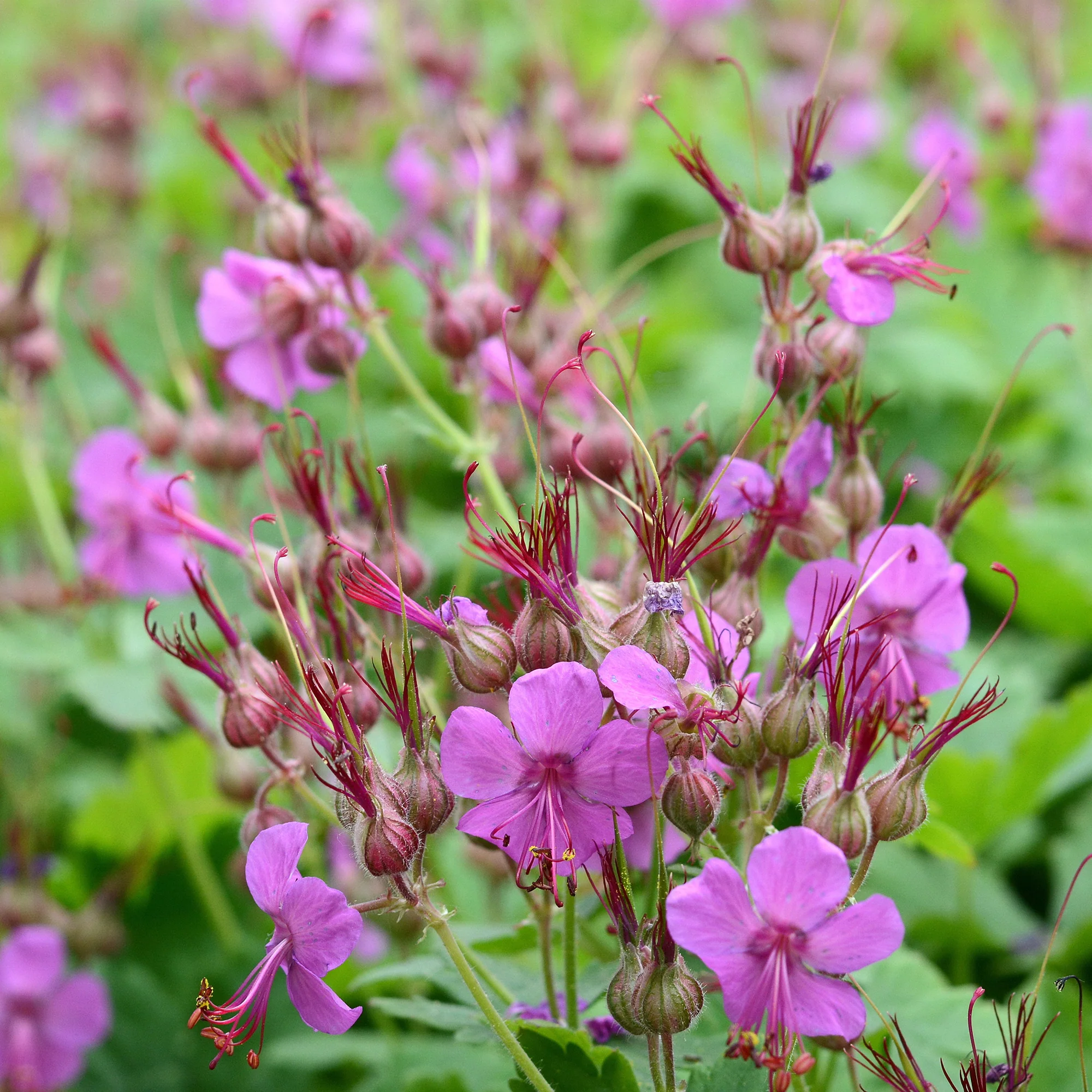 Rotsooievaarsbek - Image 2
