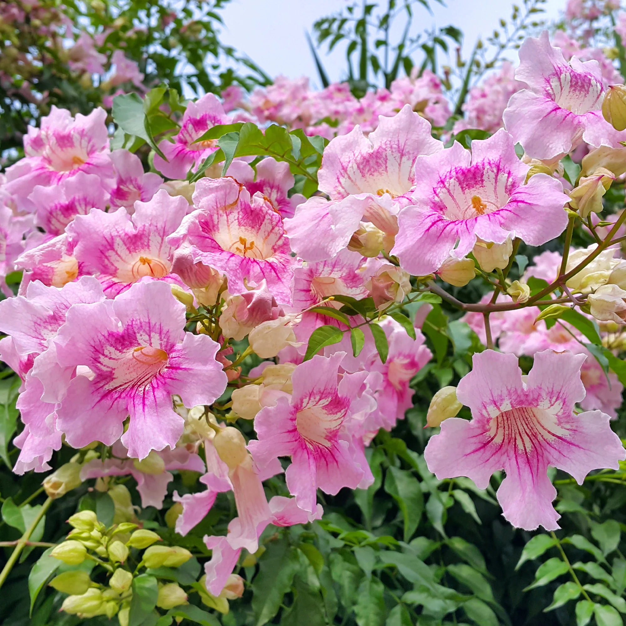 Roze bignon Comtesse Sarah - Image 2
