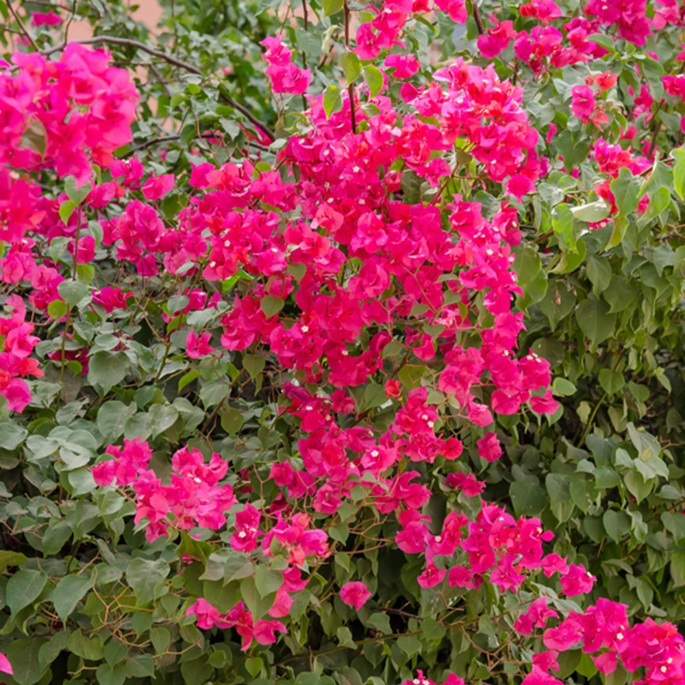 Roze bougainville - Image 4