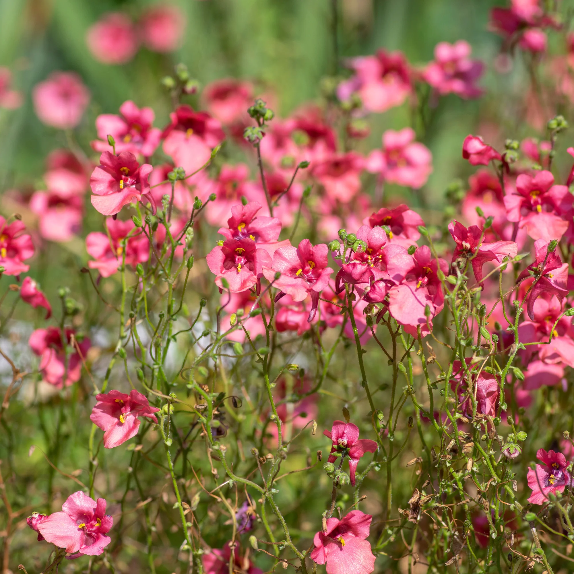 roze elfenspoor - Image 2
