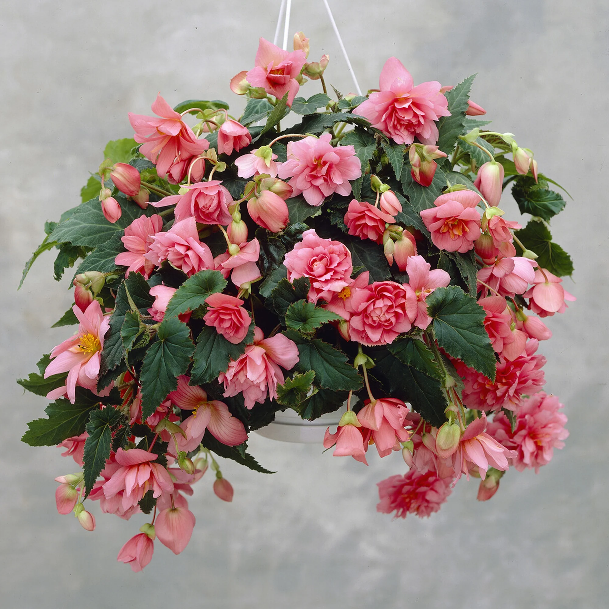 Roze hangbegonia