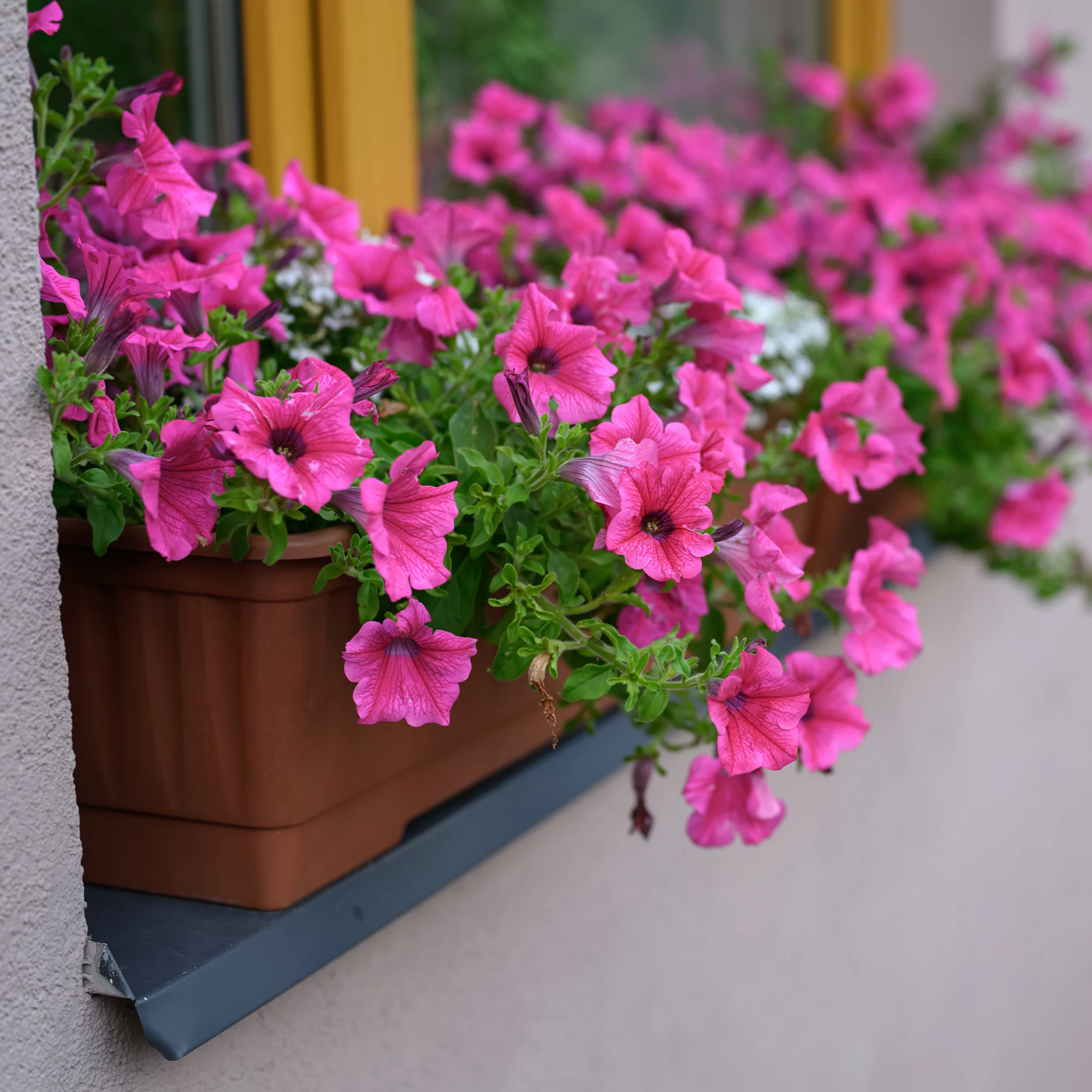 Roze hangpetunia