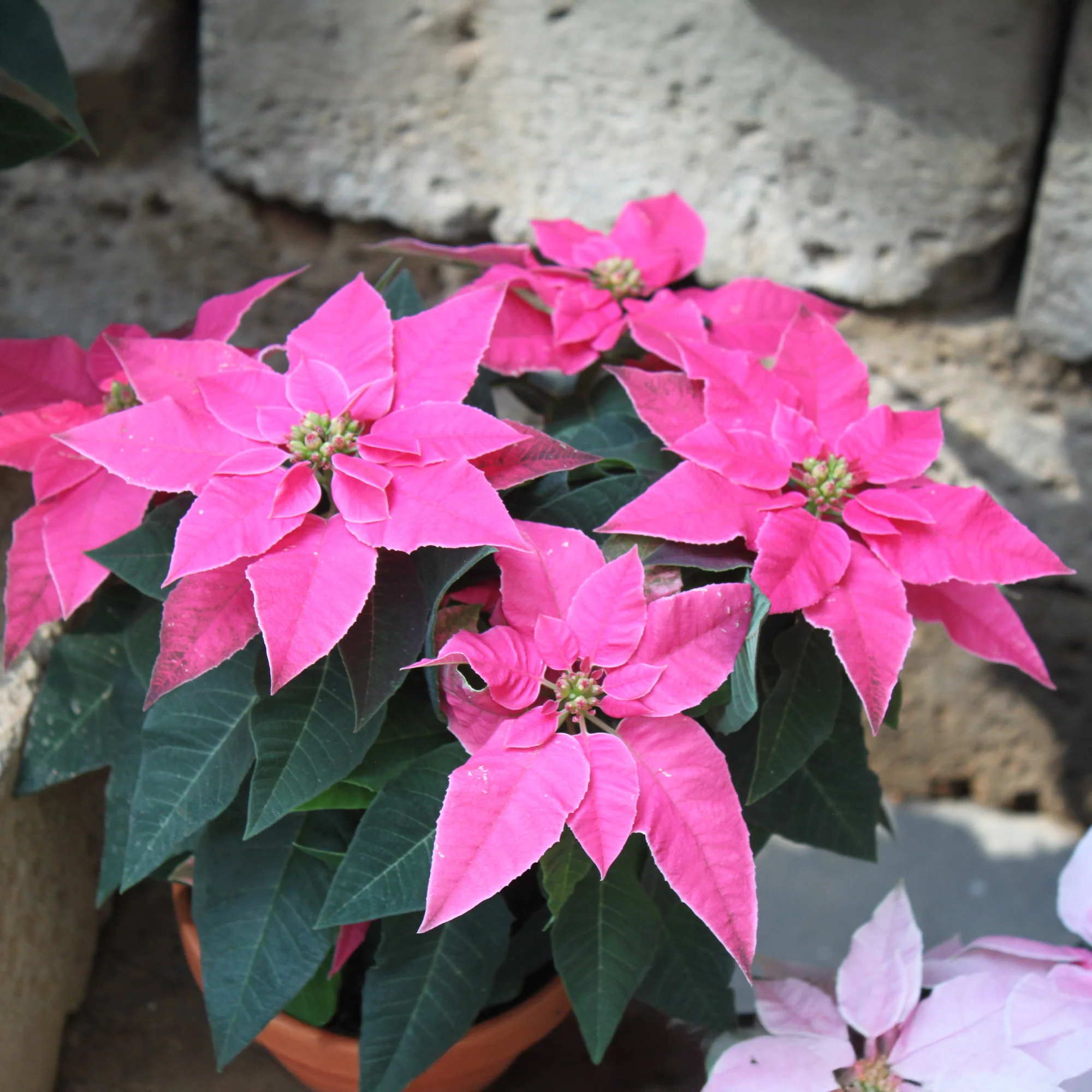 Roze kerstster - Image 3
