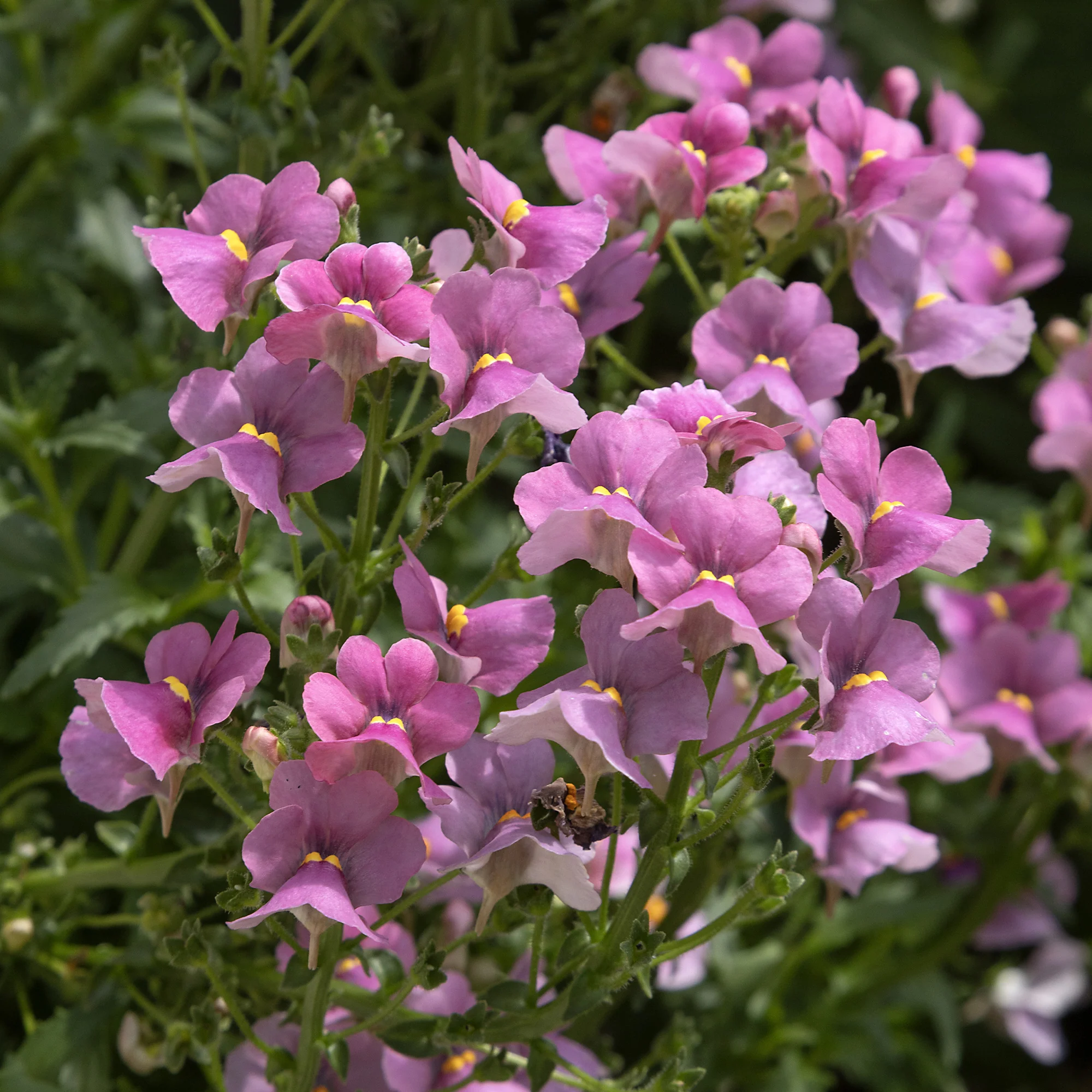 Roze Nemesia