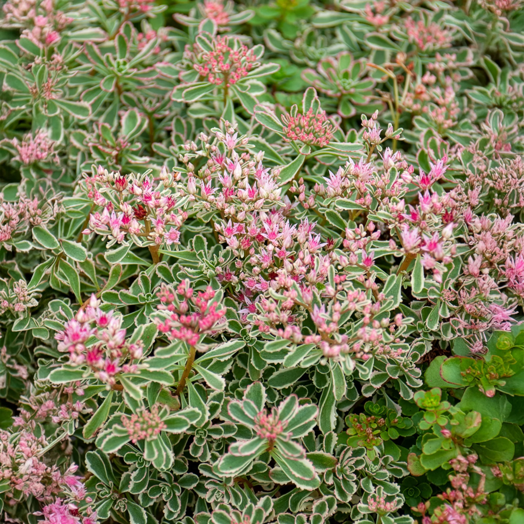 Roze vetkruid - Image 2