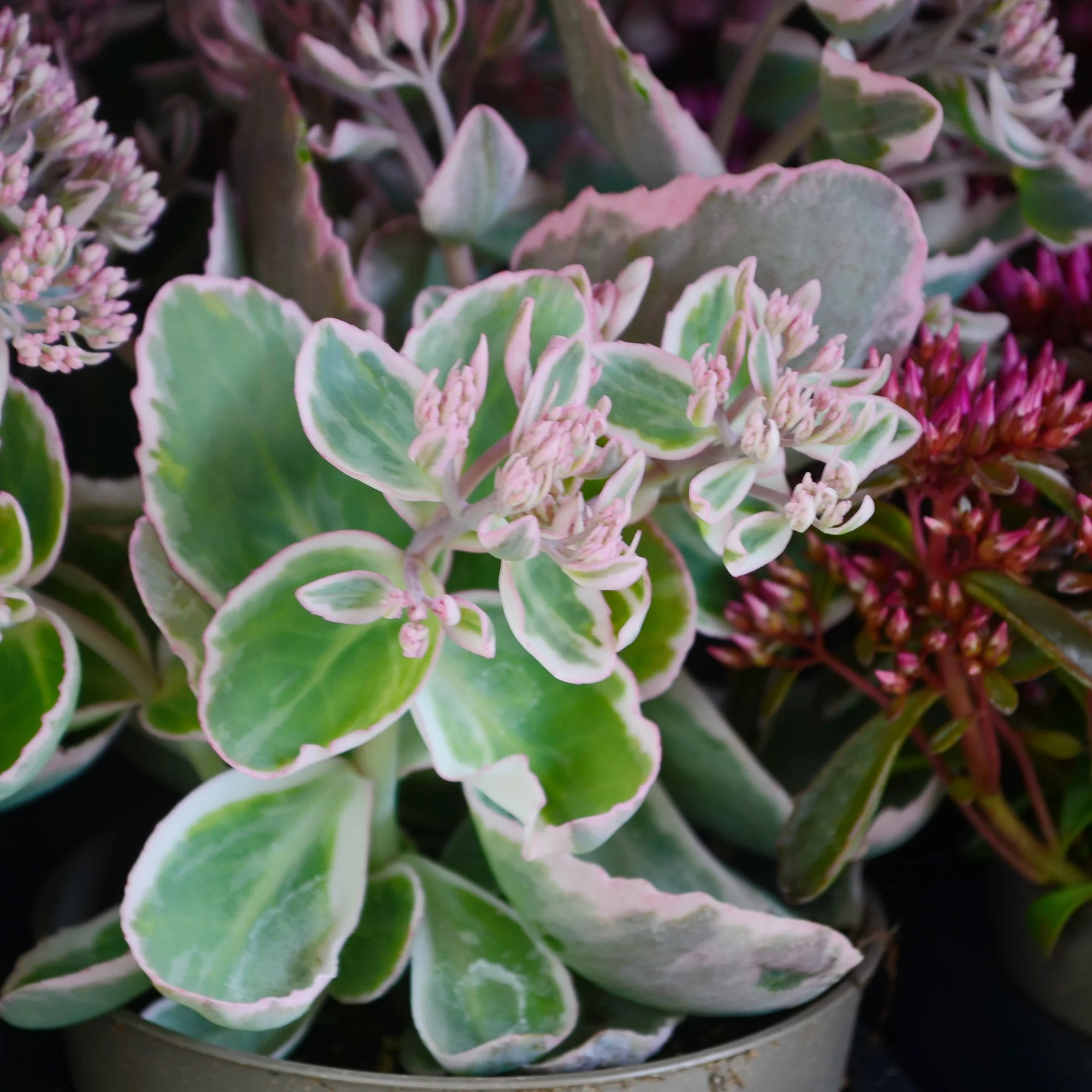Roze vetkruid - Image 3