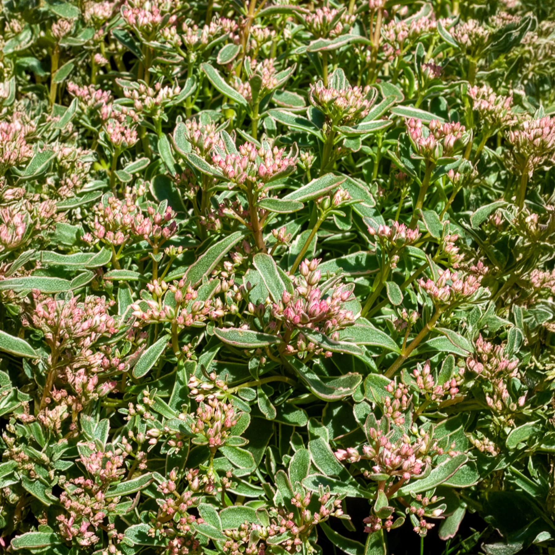 Roze vetkruid - Image 4