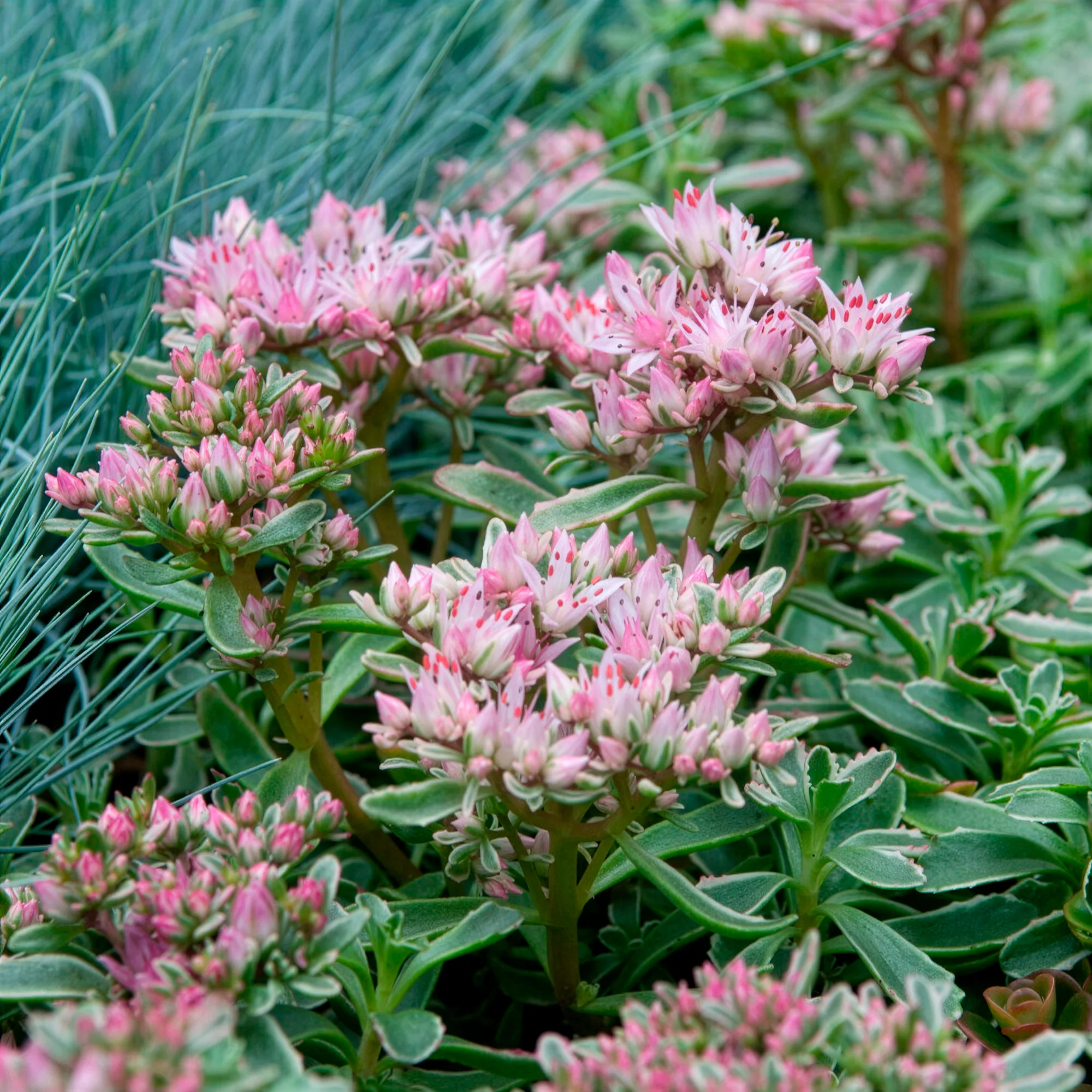 Roze vetkruid - Image 6