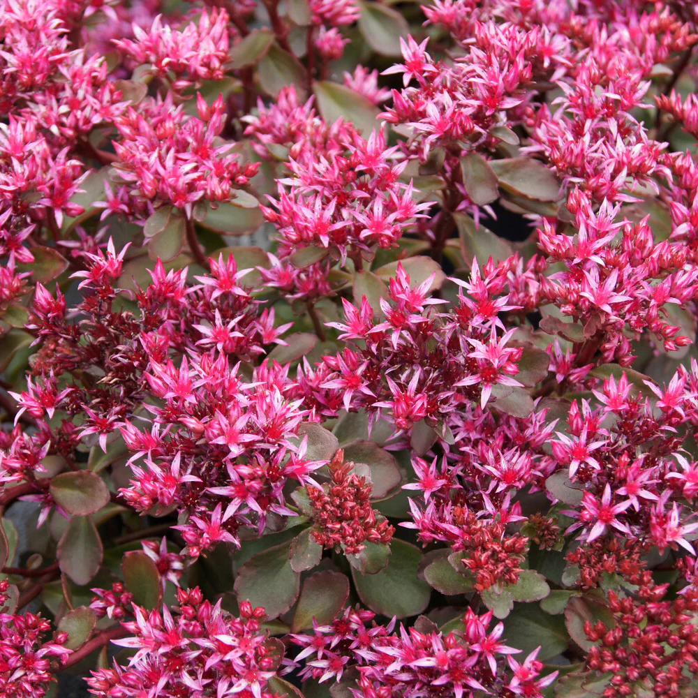 Roze vetkruid 'Fuldaglut' - Image 3