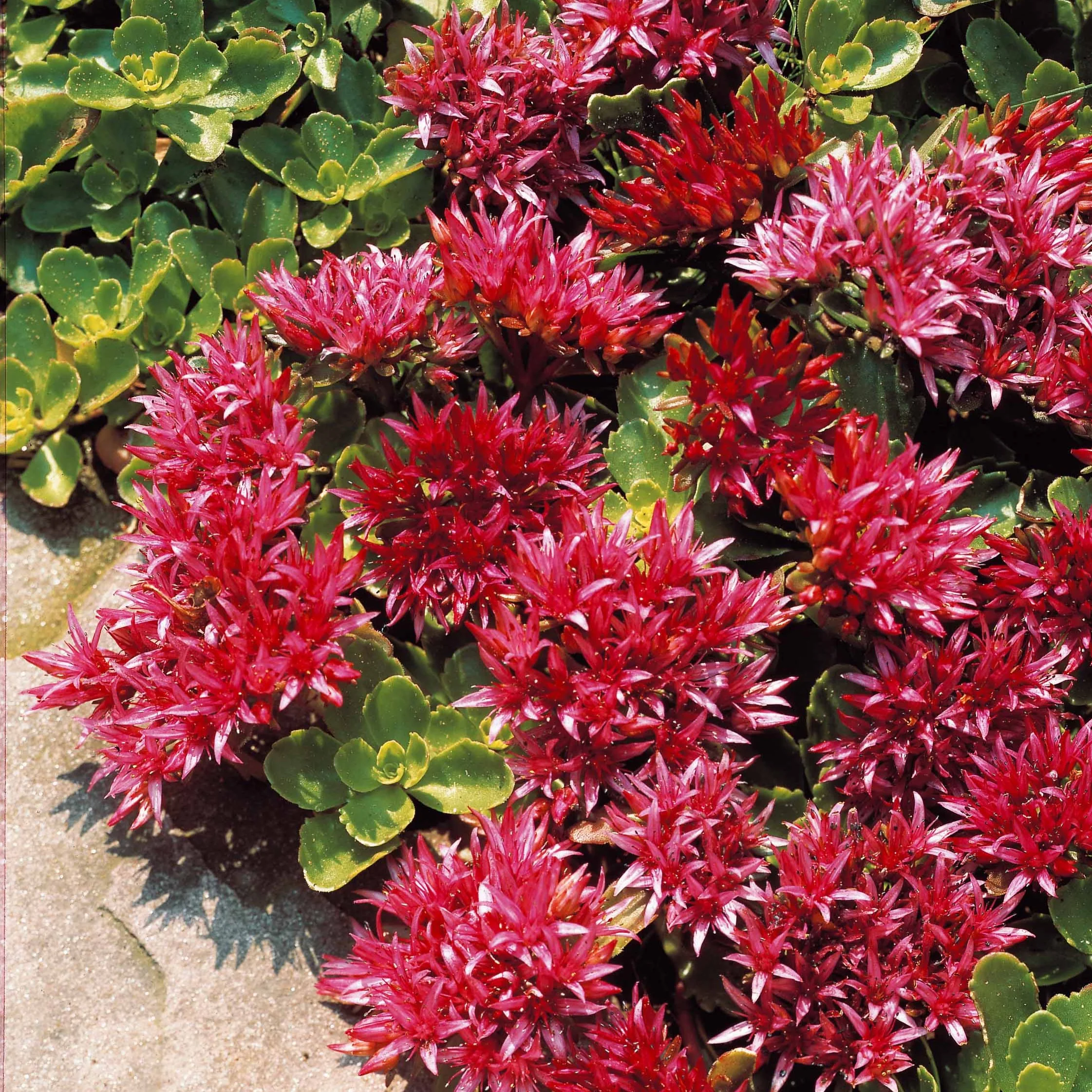 Roze vetkruid 'Fuldaglut' - Image 4