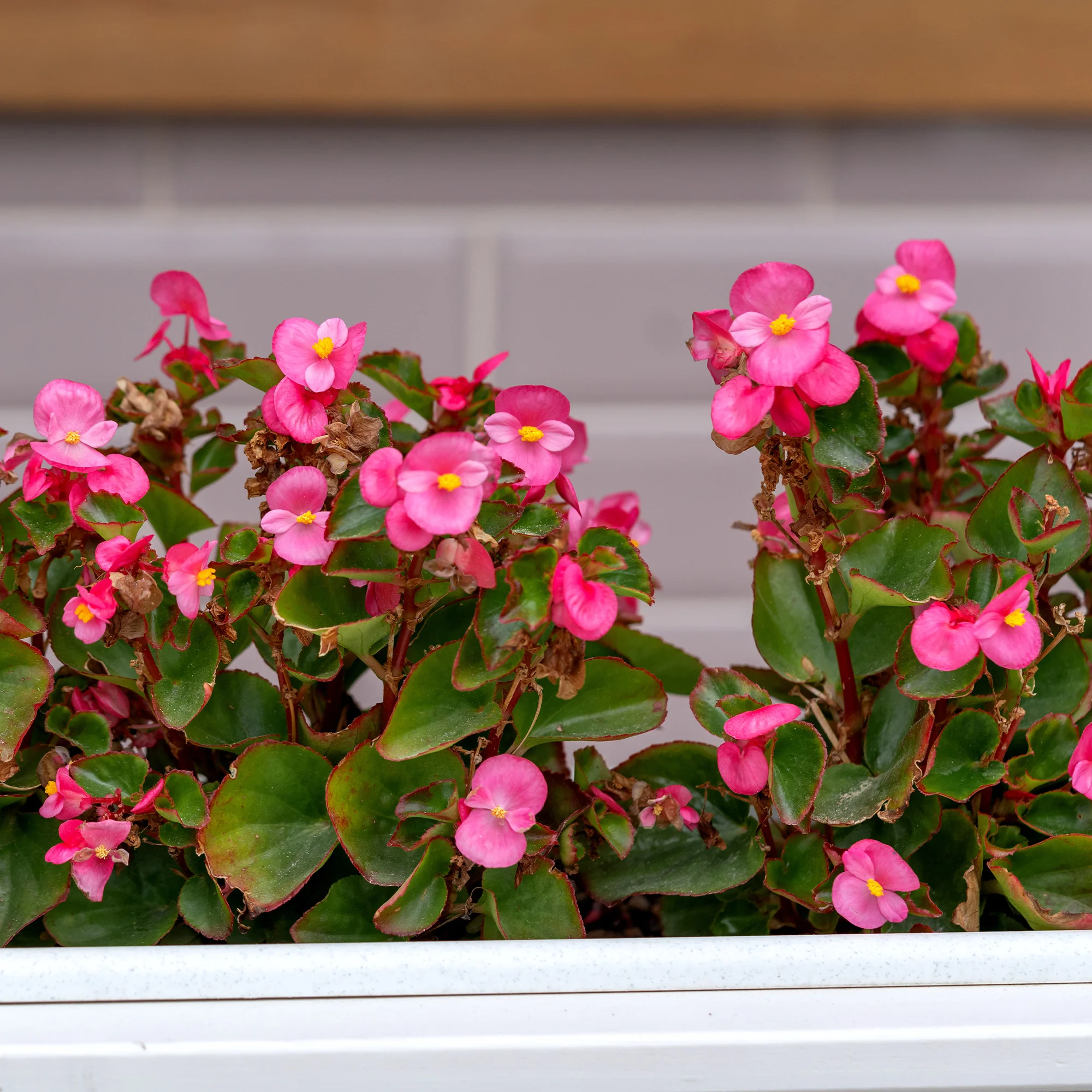 Roze waterbegonia - Image 2